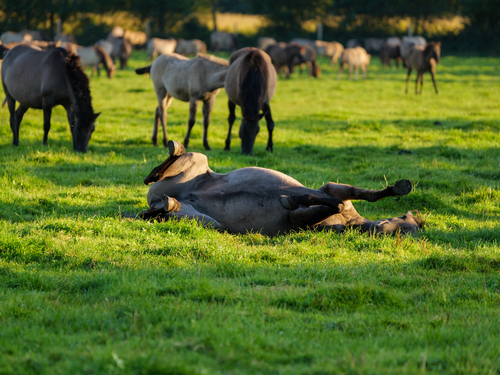 Wildpferdeführung in Dülmen
