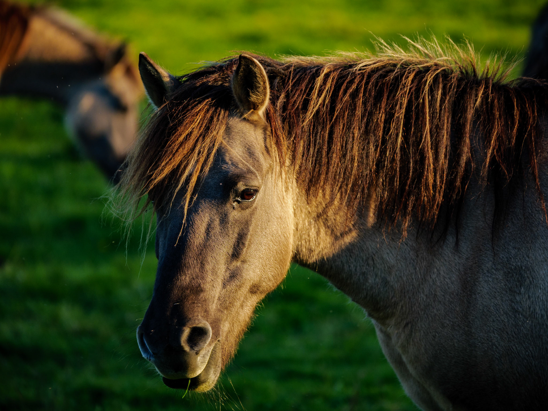 Wildpferdeführung in Dülmen