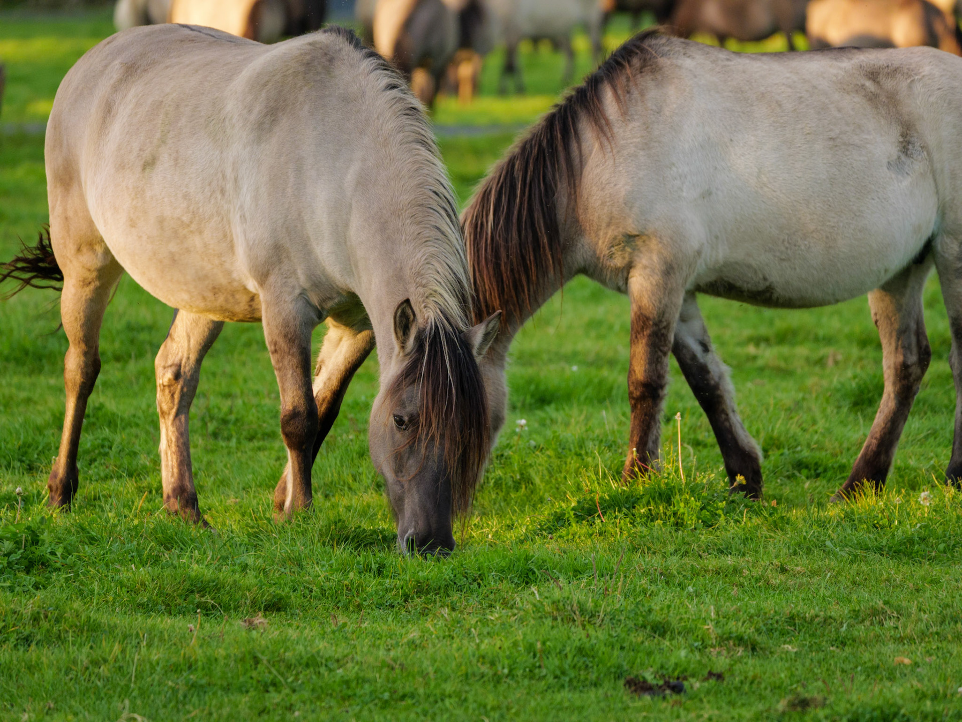 Wildpferdeführung in Dülmen