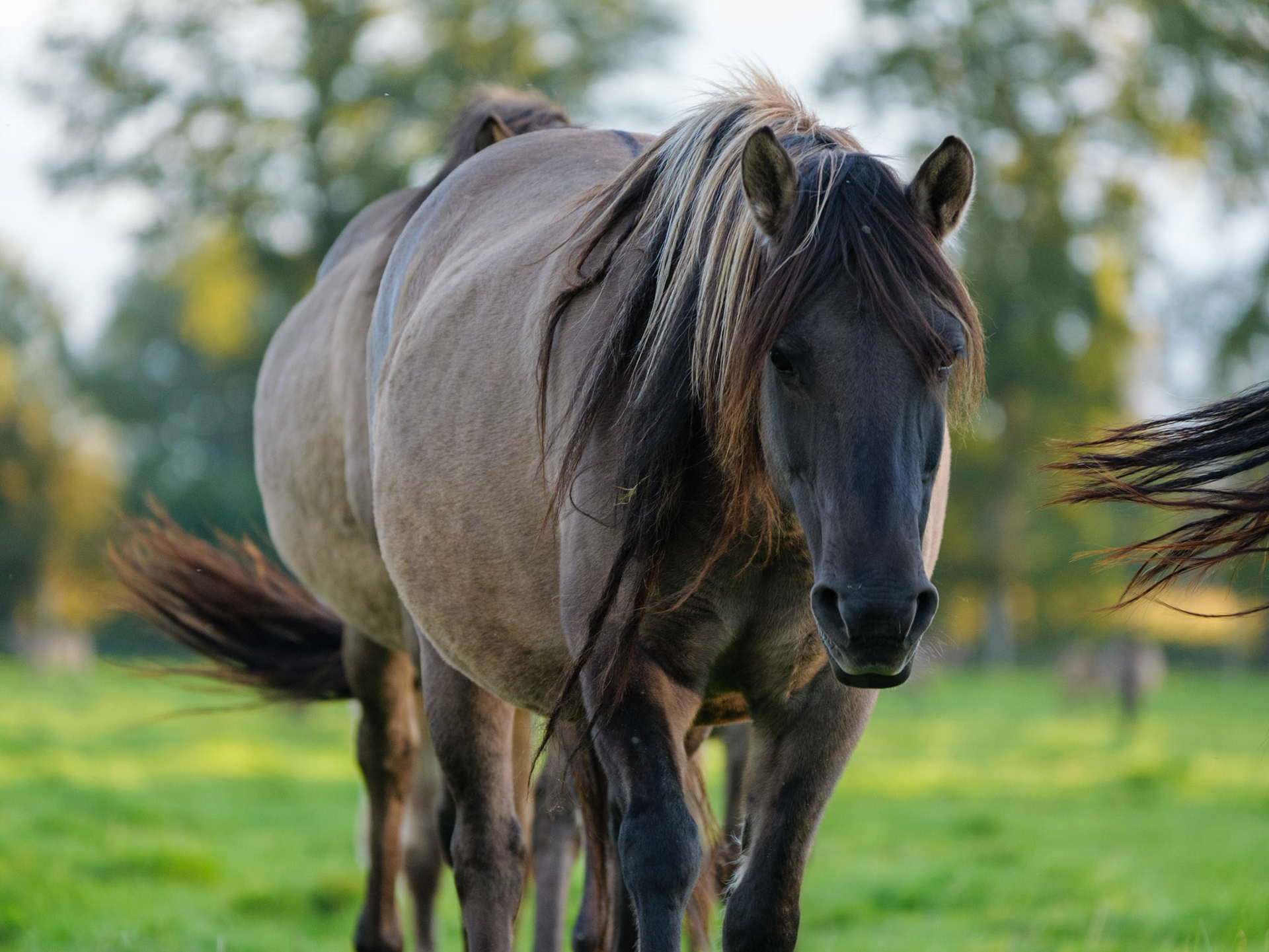 Wildpferdeführung in Dülmen