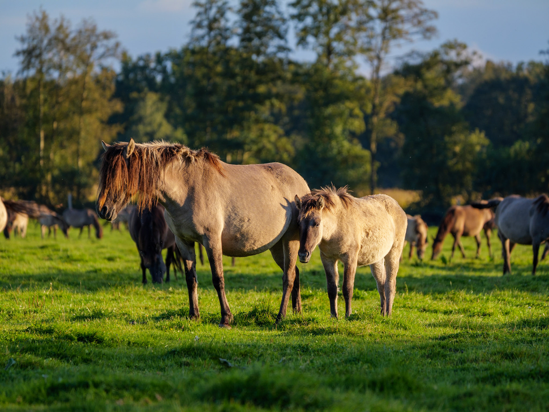 Wildpferdeführung in Dülmen