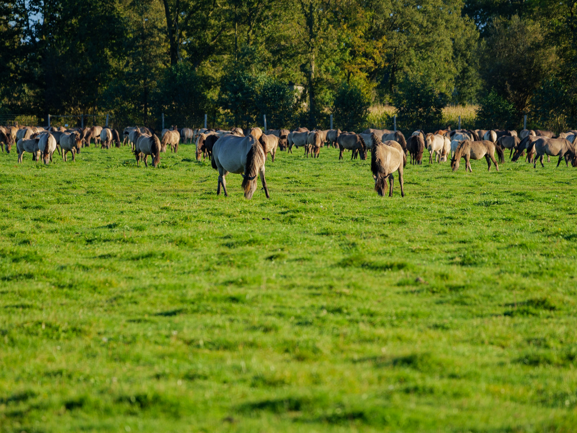 Wildpferdeführung in Dülmen
