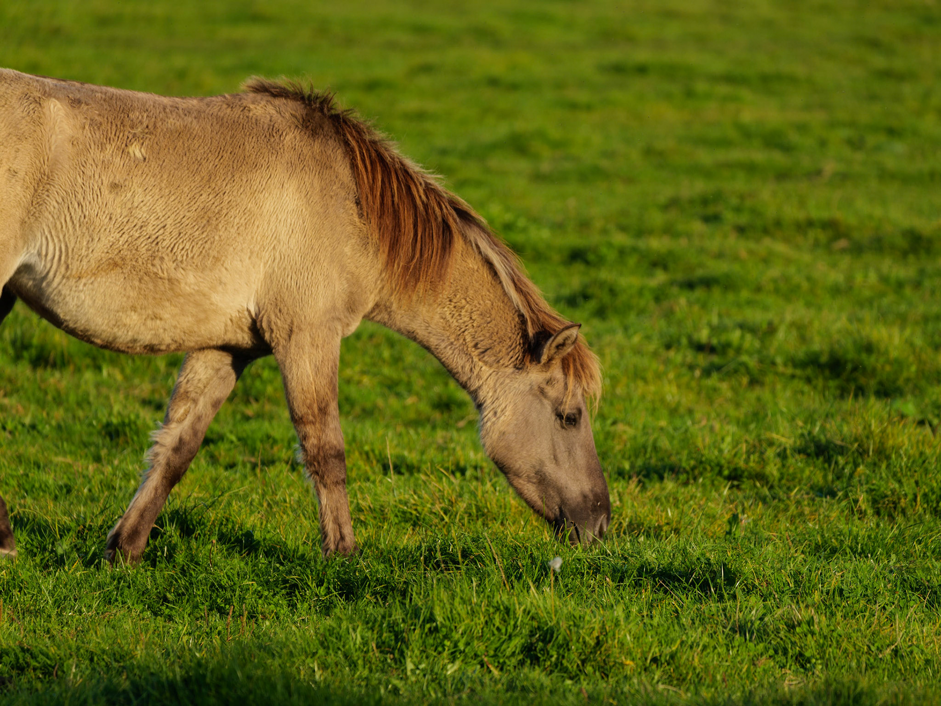 Wildpferdeführung in Dülmen
