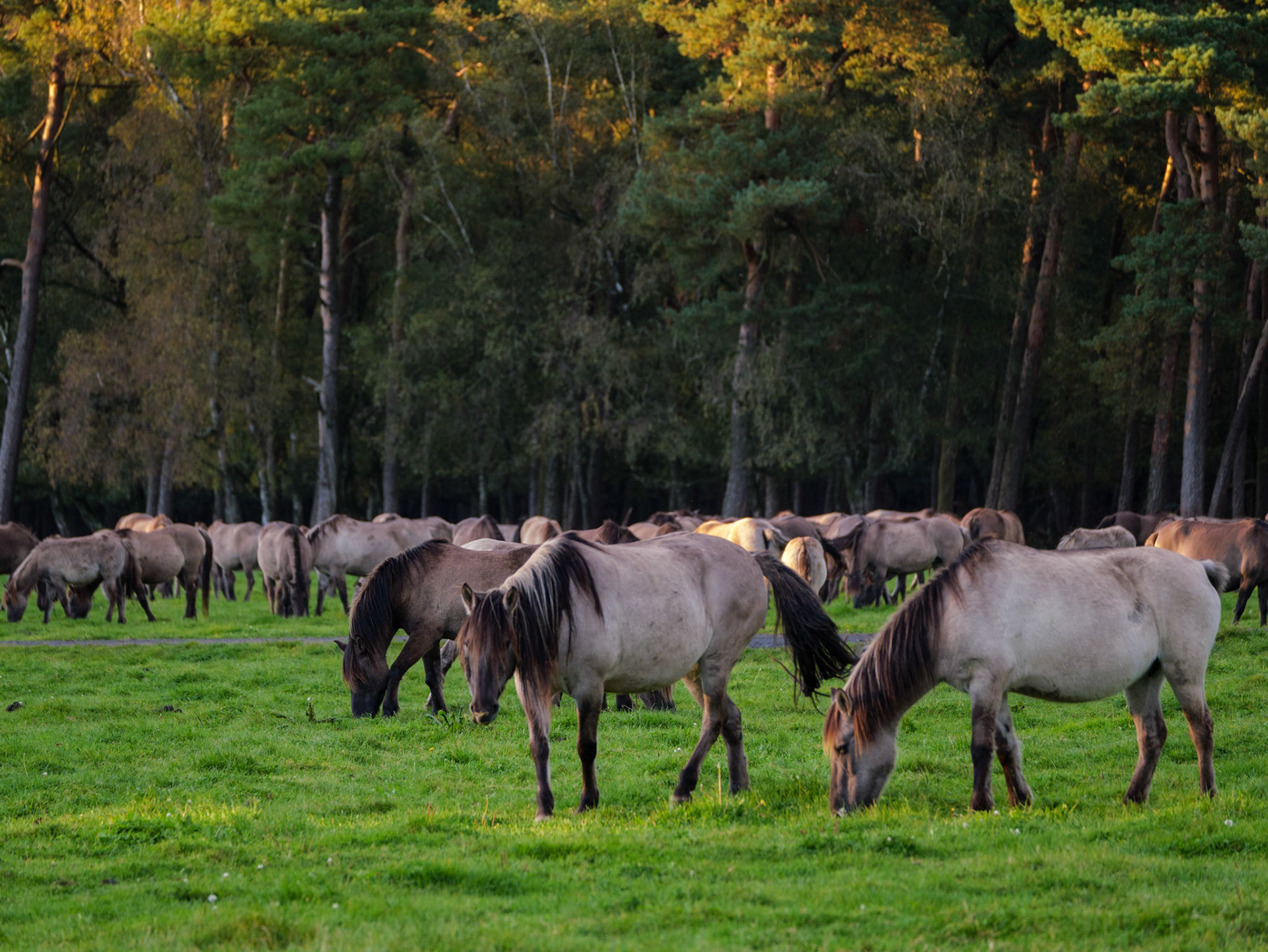 Wildpferdeführung in Dülmen