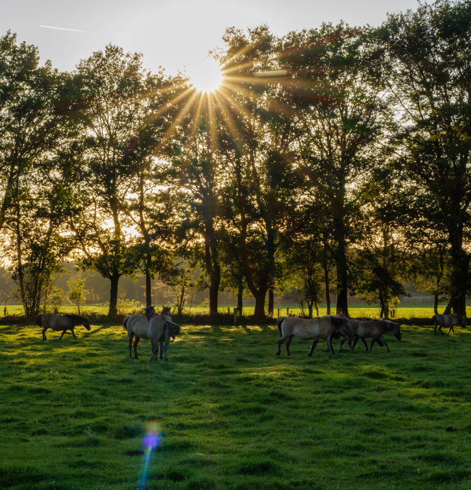 Wildpferdeführung in Dülmen