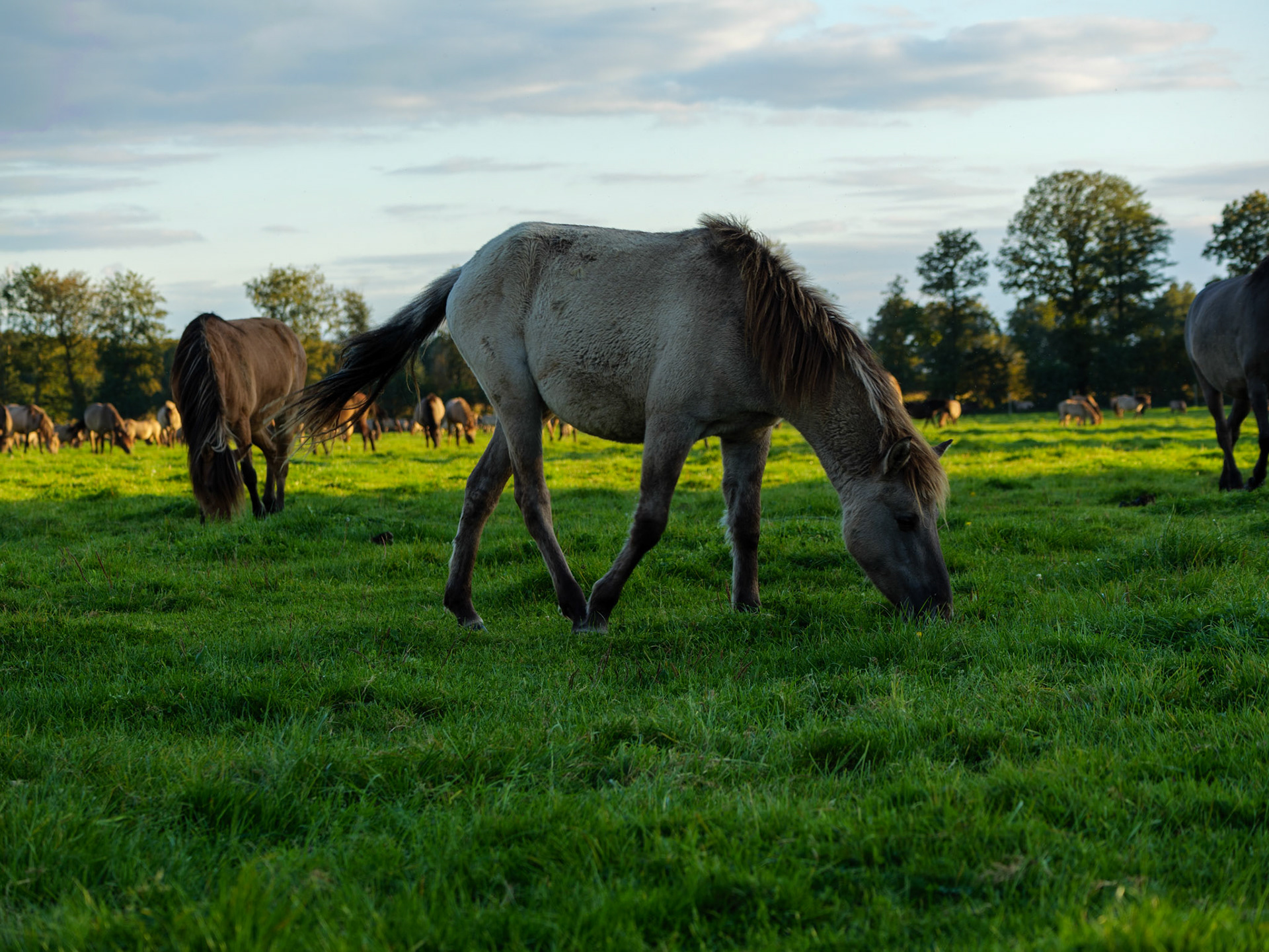 Wildpferdeführung in Dülmen