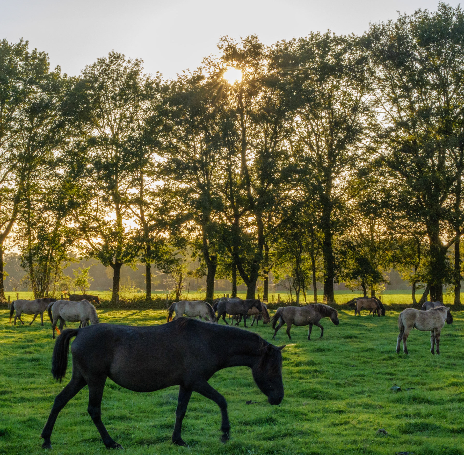 Wildpferdeführung in Dülmen