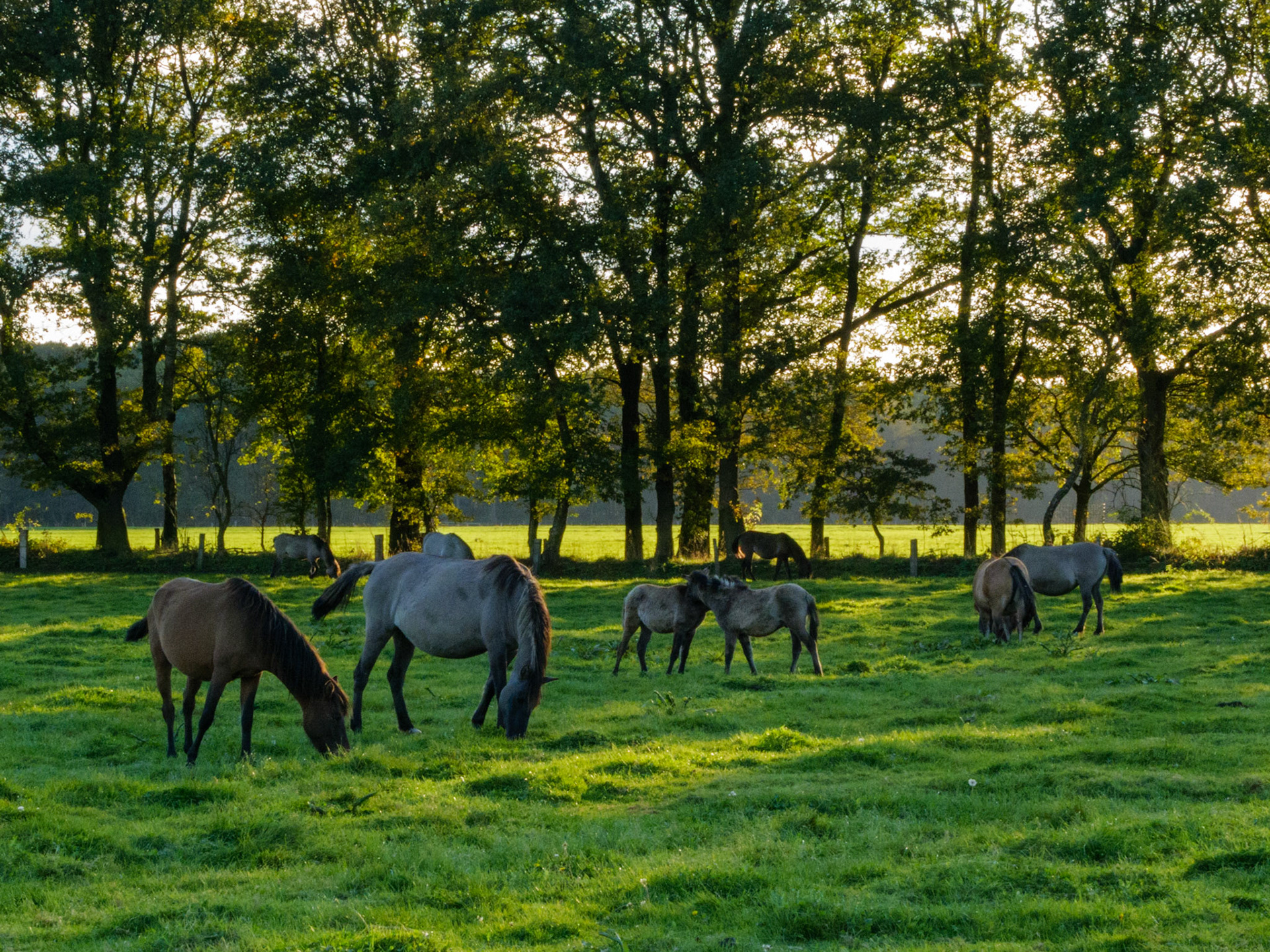 Wildpferdeführung in Dülmen