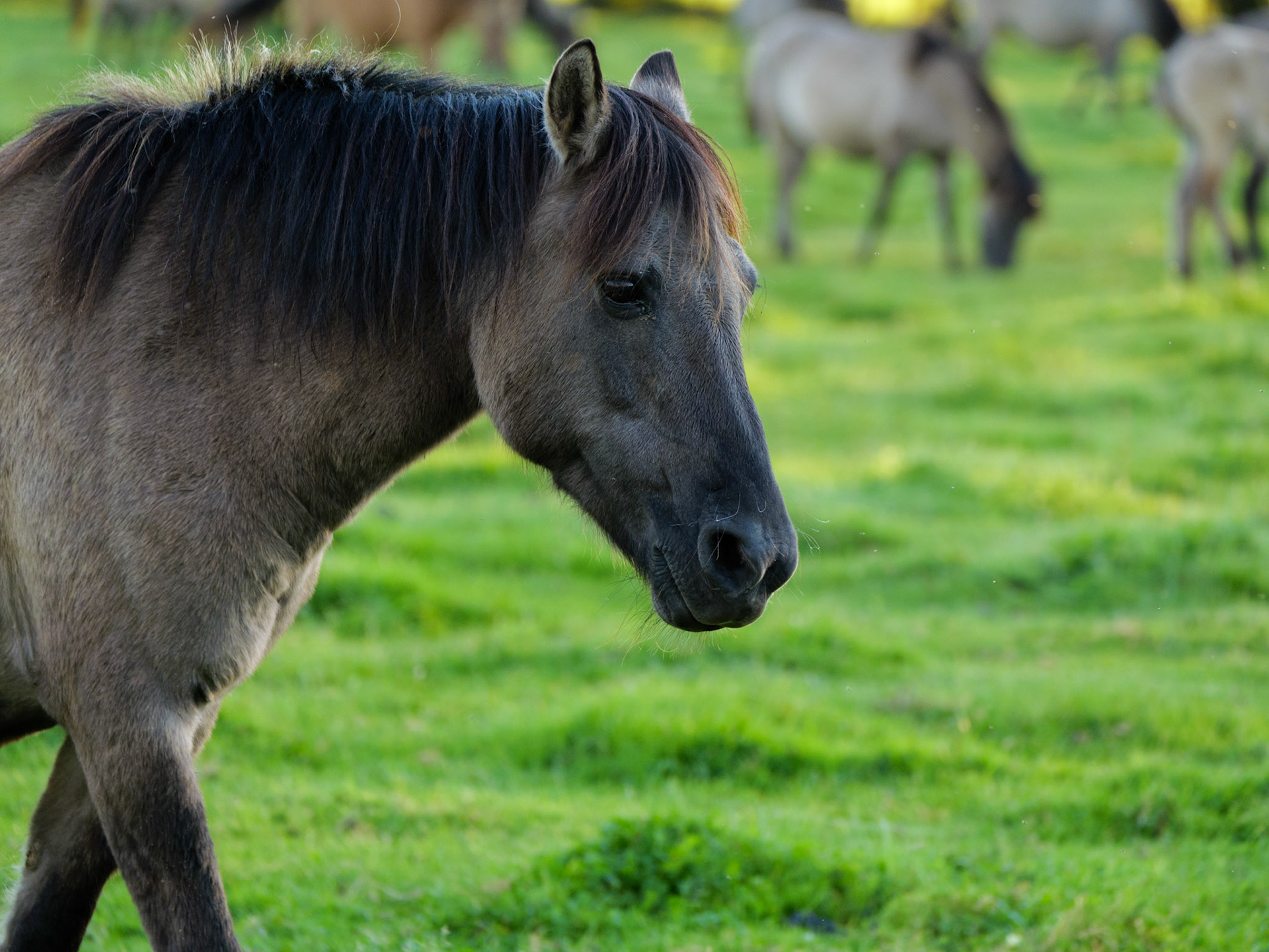 Wildpferdeführung in Dülmen