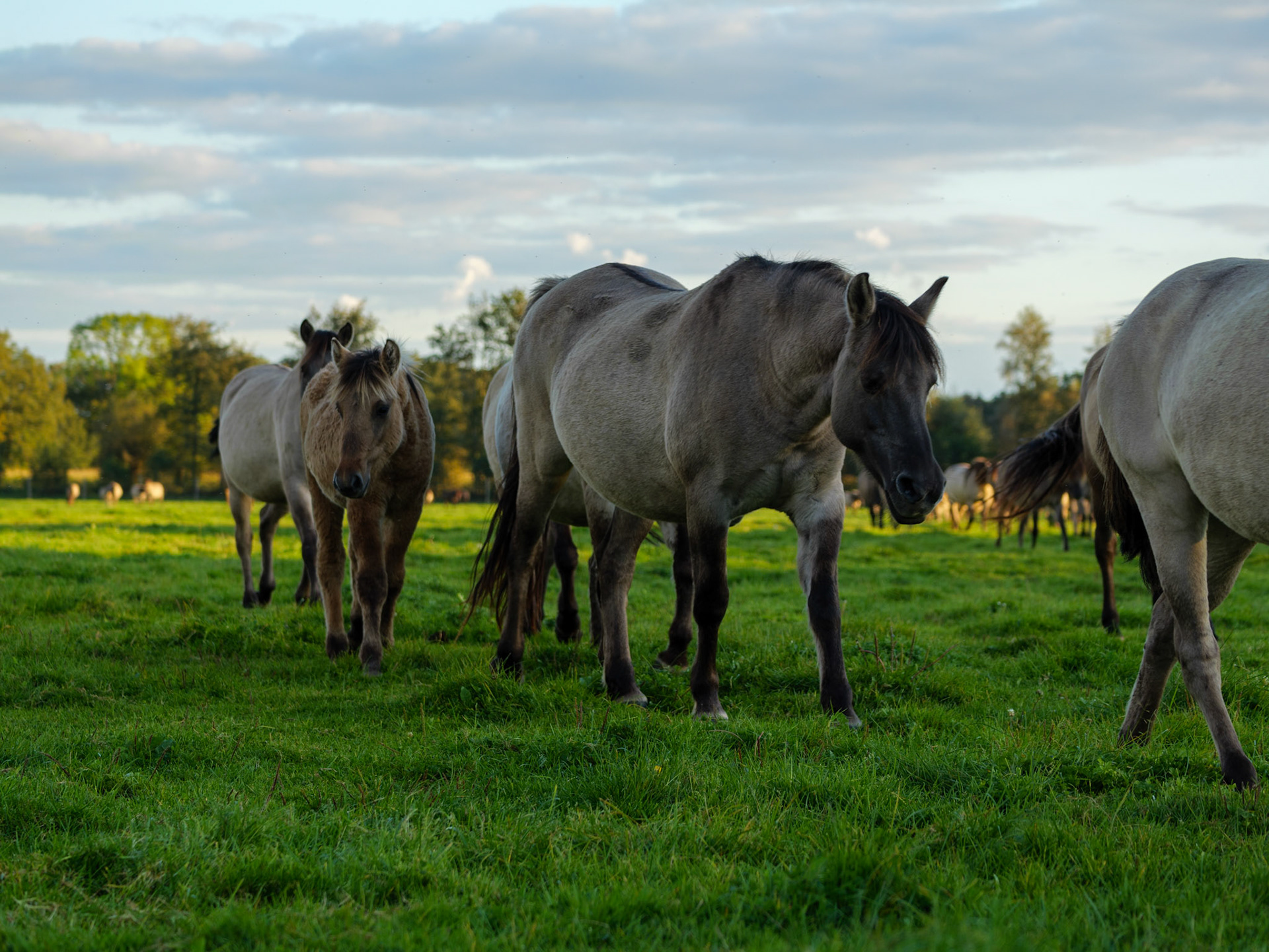 Wildpferdeführung in Dülmen