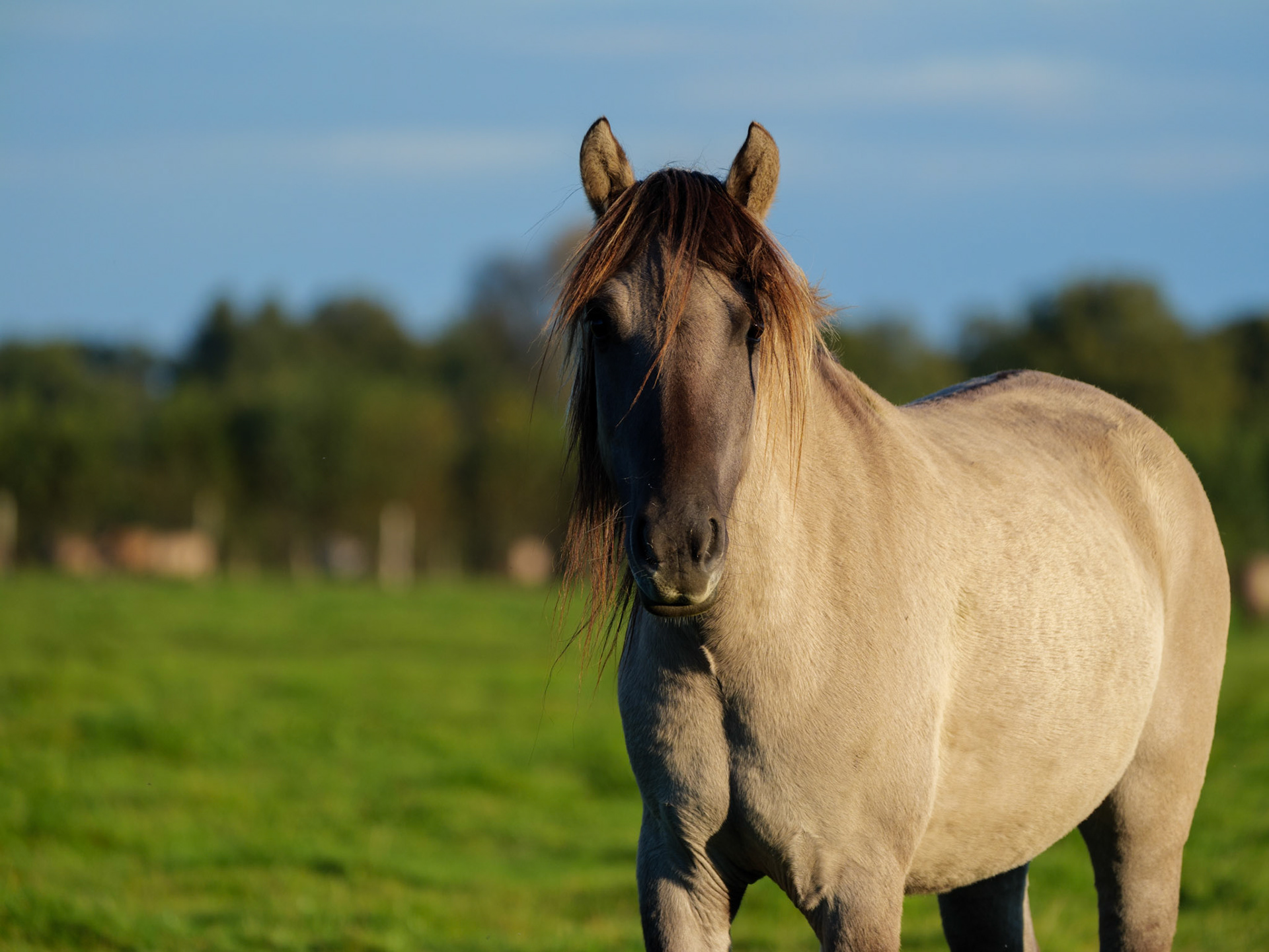 Wildpferdeführung in Dülmen