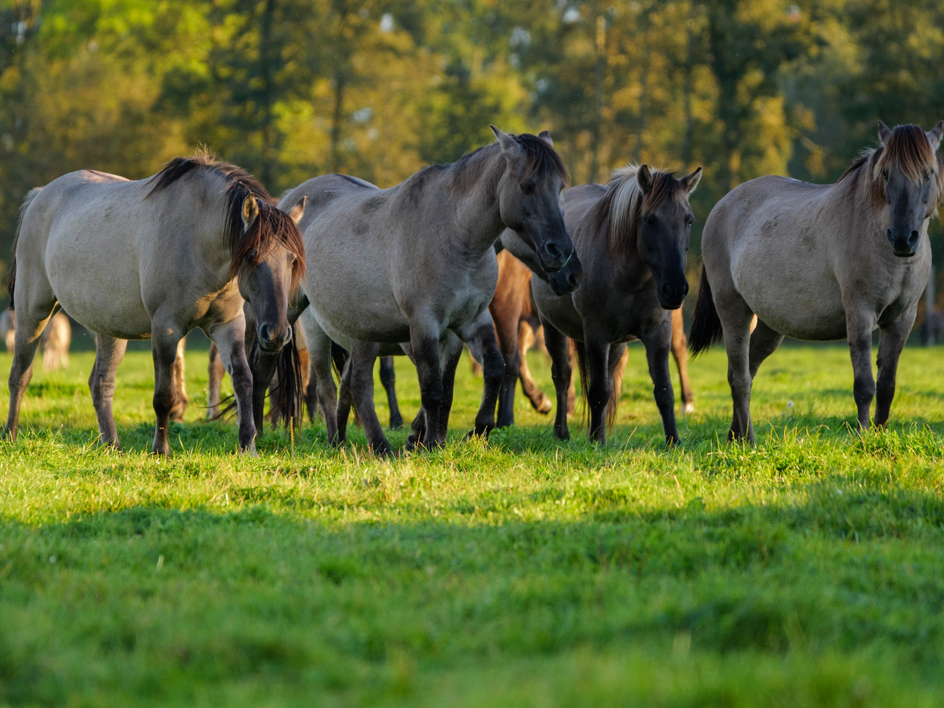 Wildpferdeführung in Dülmen