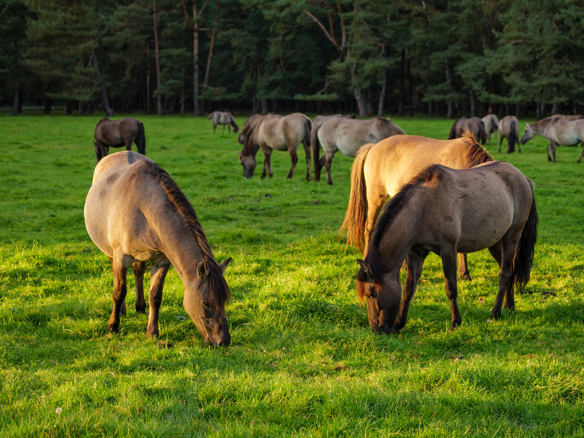 Wildpferdeführung in Dülmen