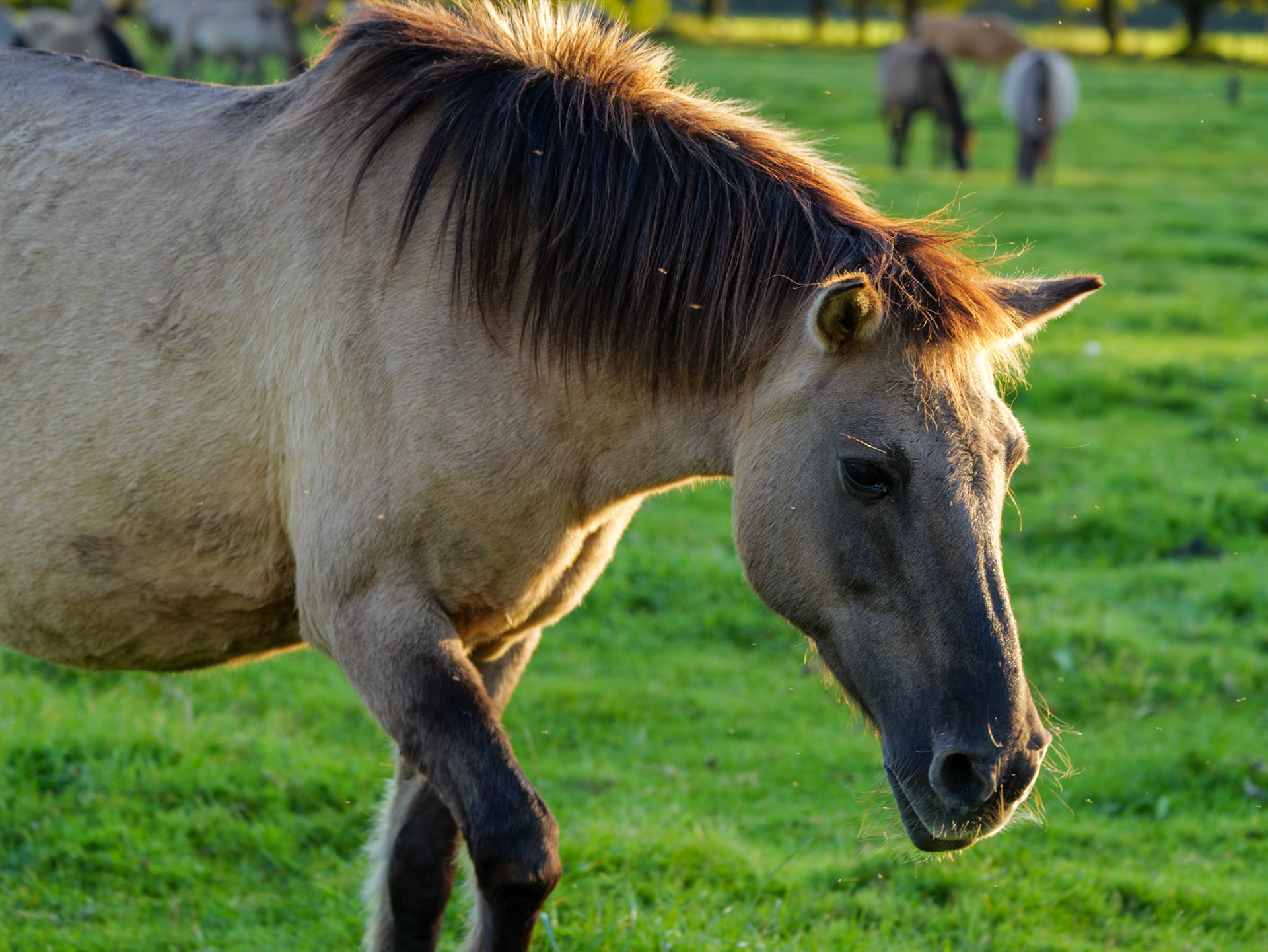Wildpferdeführung in Dülmen