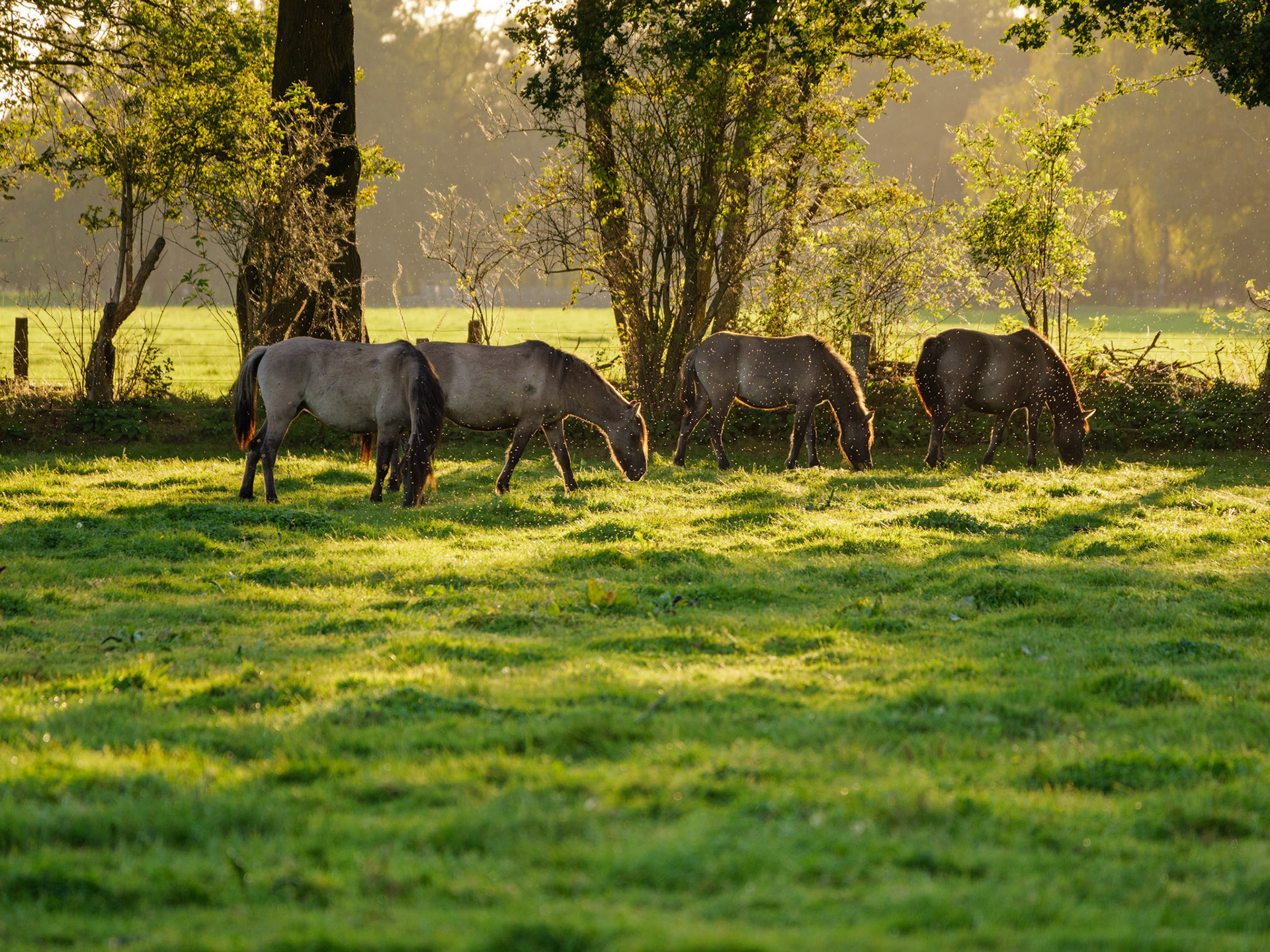 Wildpferdeführung in Dülmen