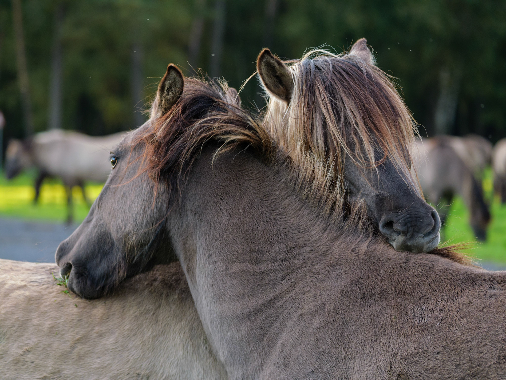 Wildpferdeführung in Dülmen