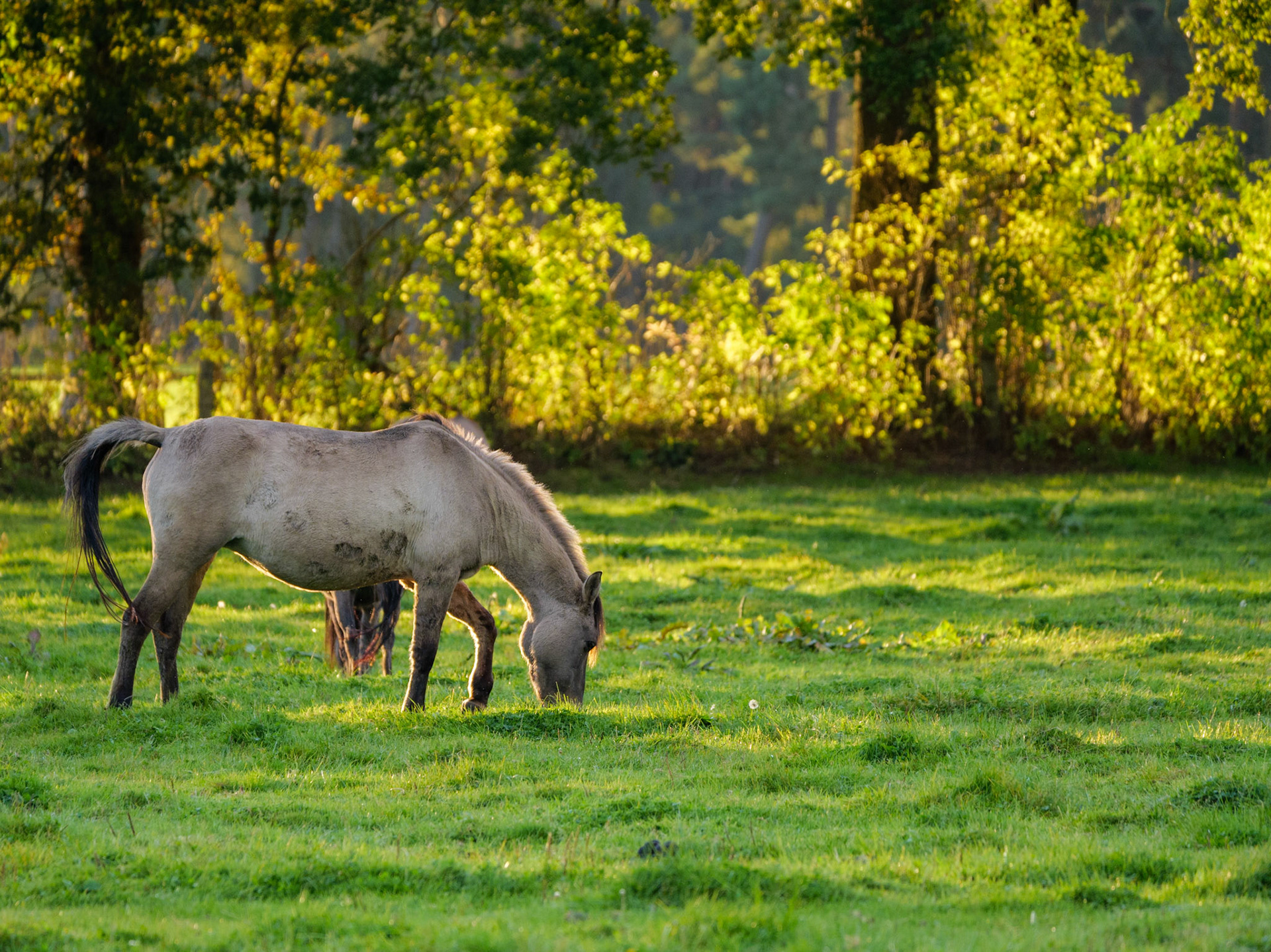 Wildpferdeführung in Dülmen