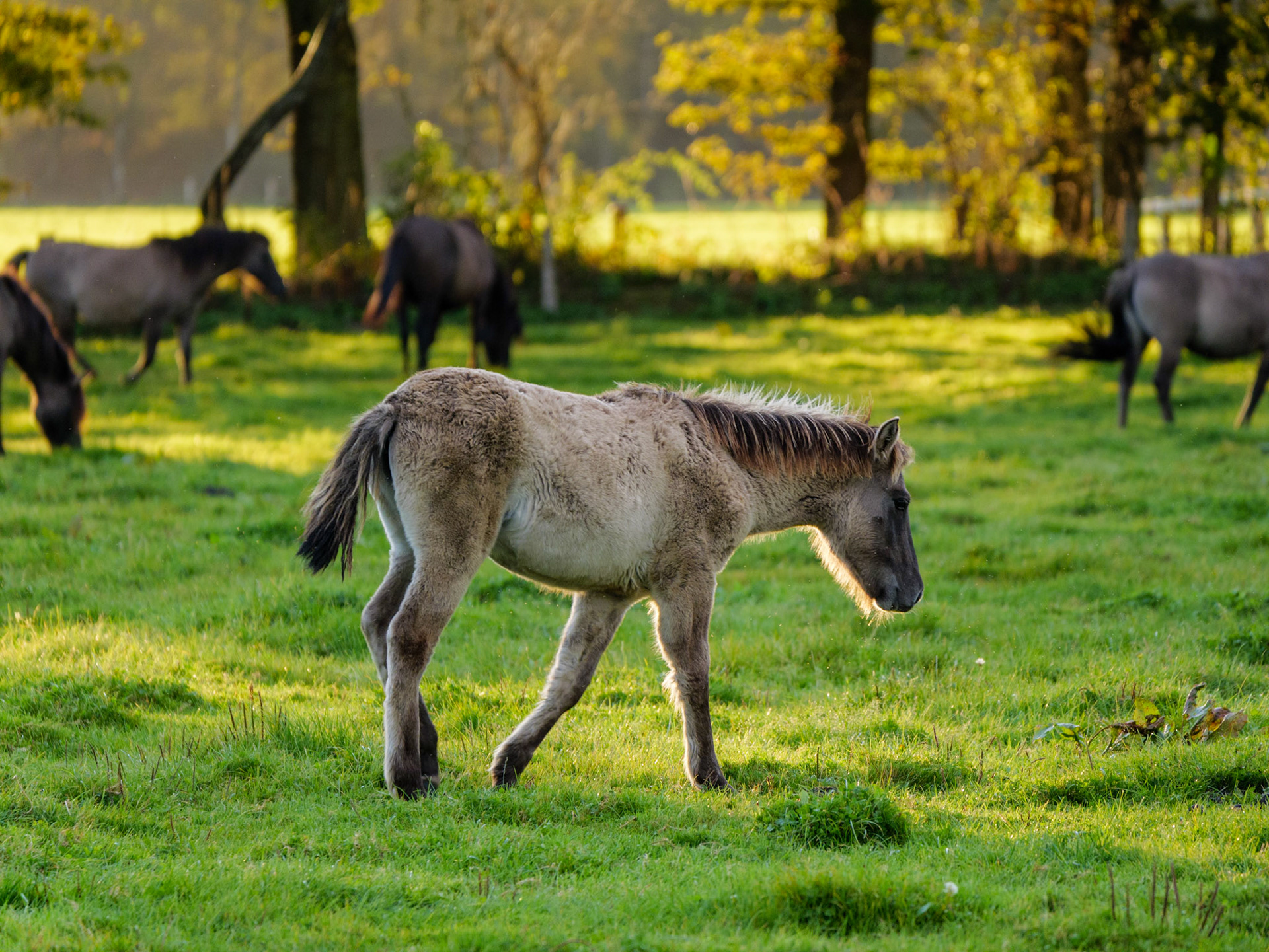 Wildpferdeführung in Dülmen