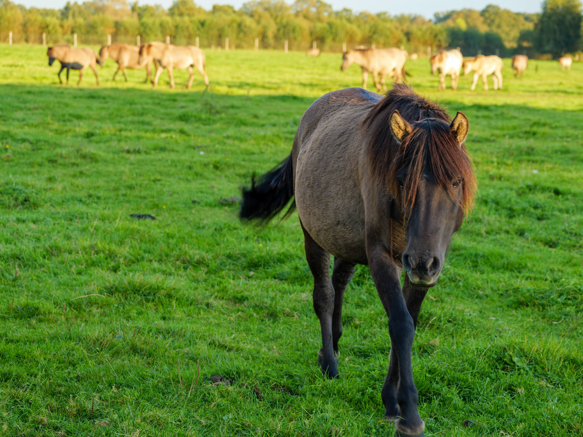 Wildpferdeführung in Dülmen