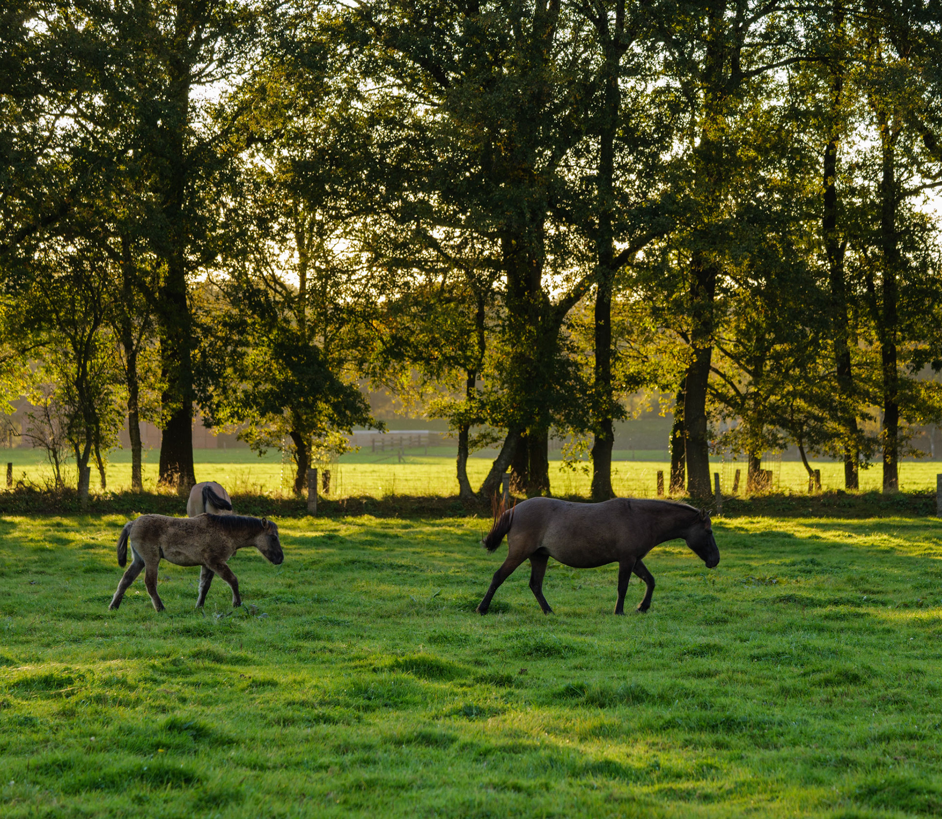 Wildpferdeführung in Dülmen