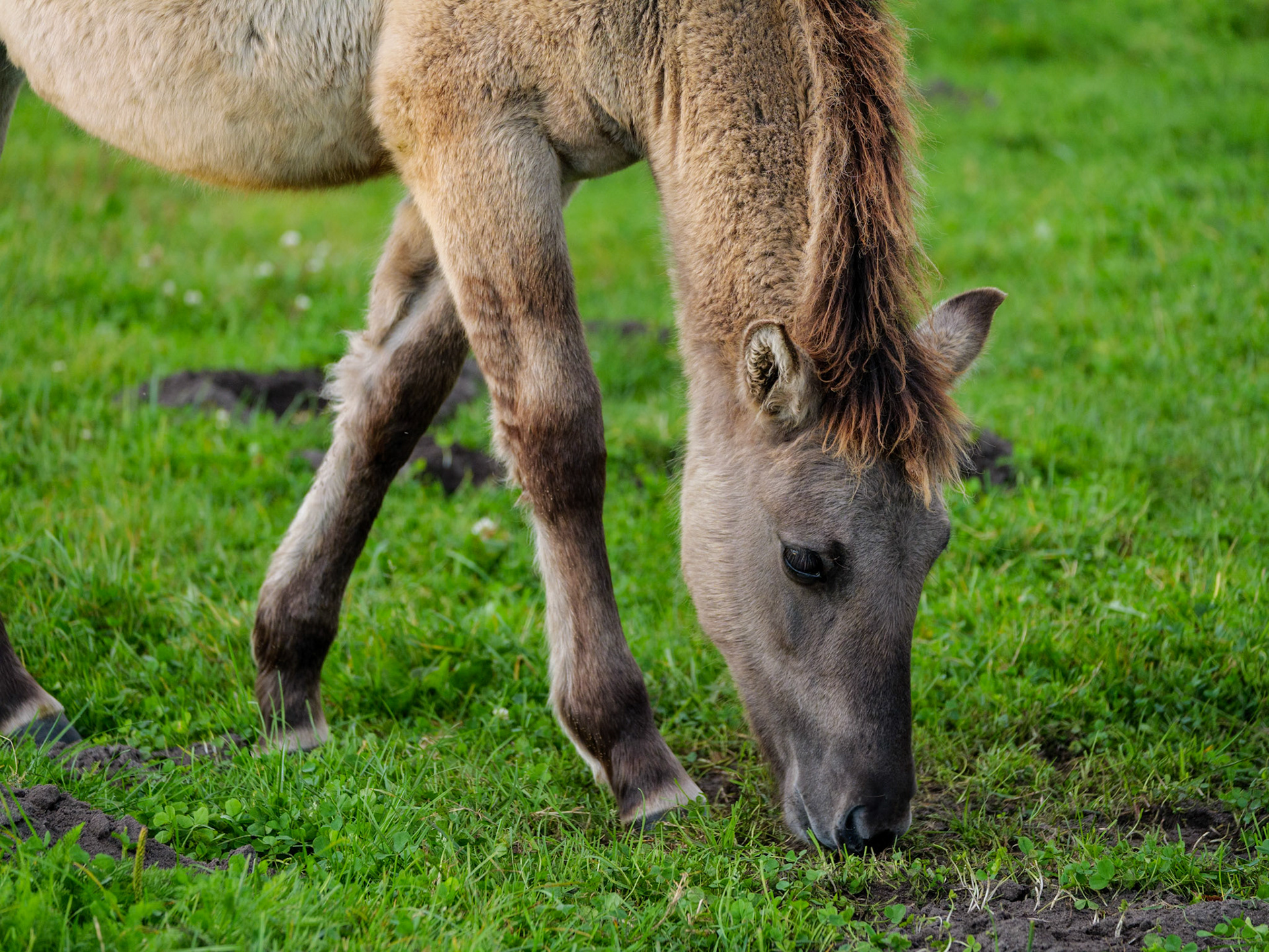 Wildpferdeführung in Dülmen