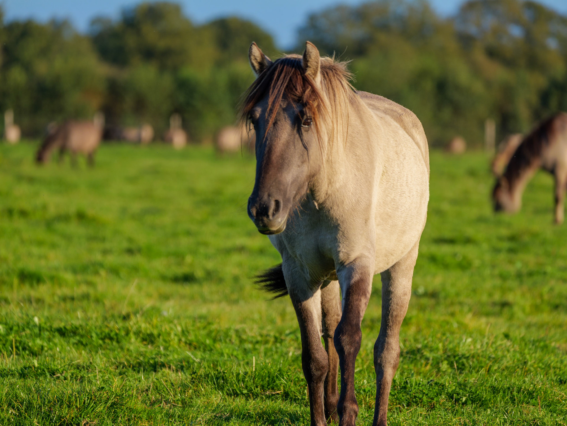 Wildpferdeführung in Dülmen