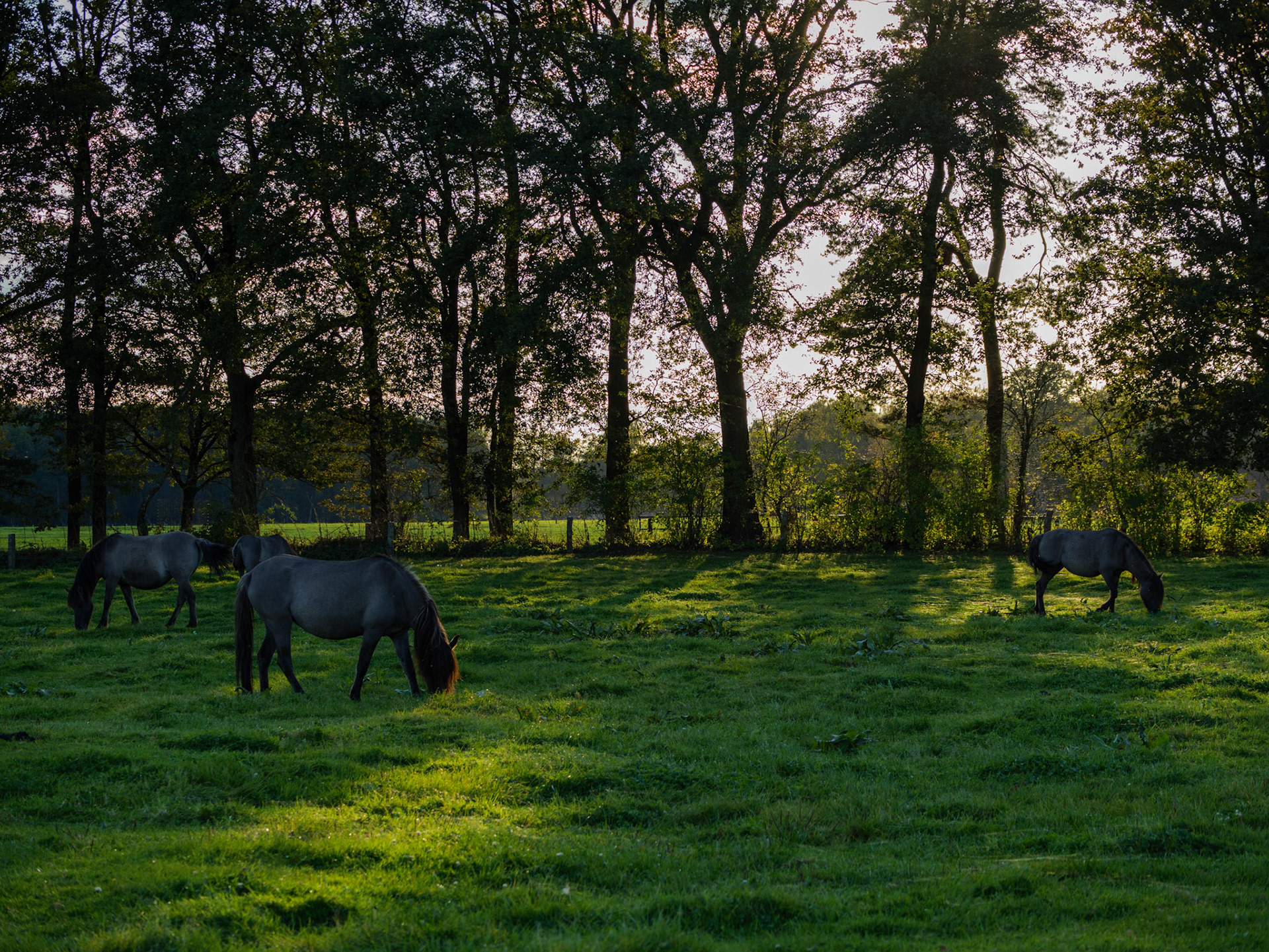 Wildpferdeführung in Dülmen
