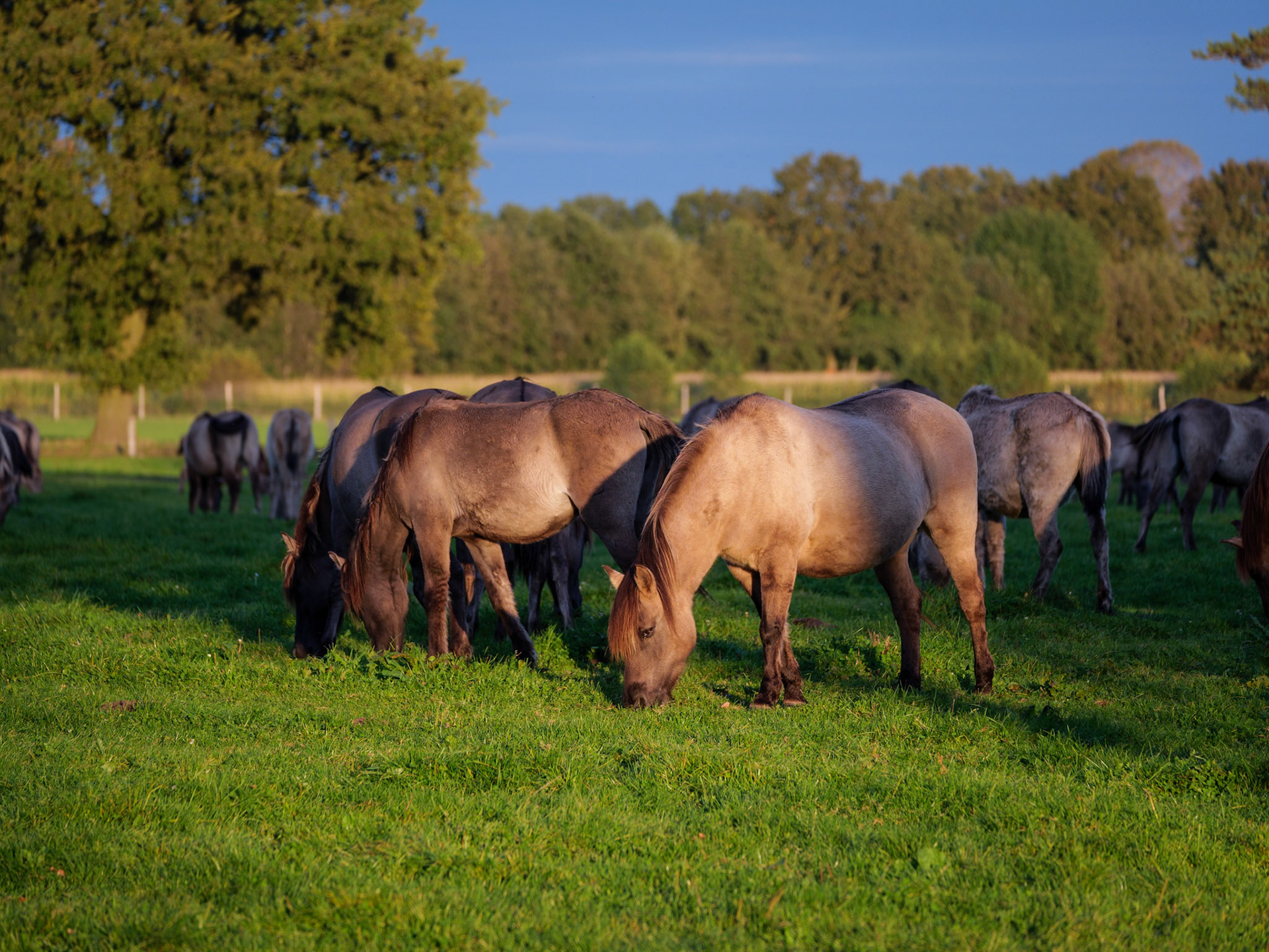 Wildpferdeführung in Dülmen