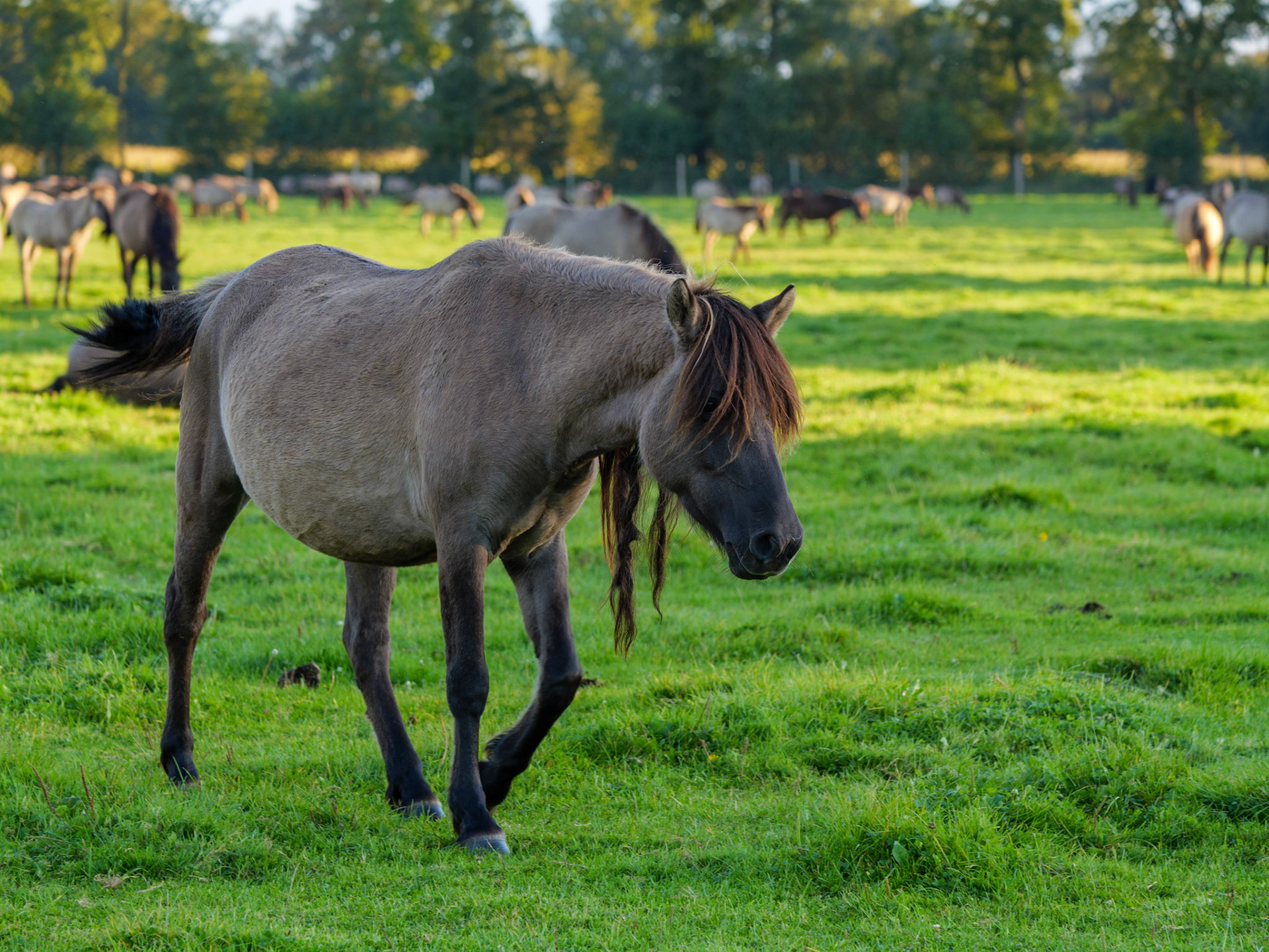 Wildpferdeführung in Dülmen
