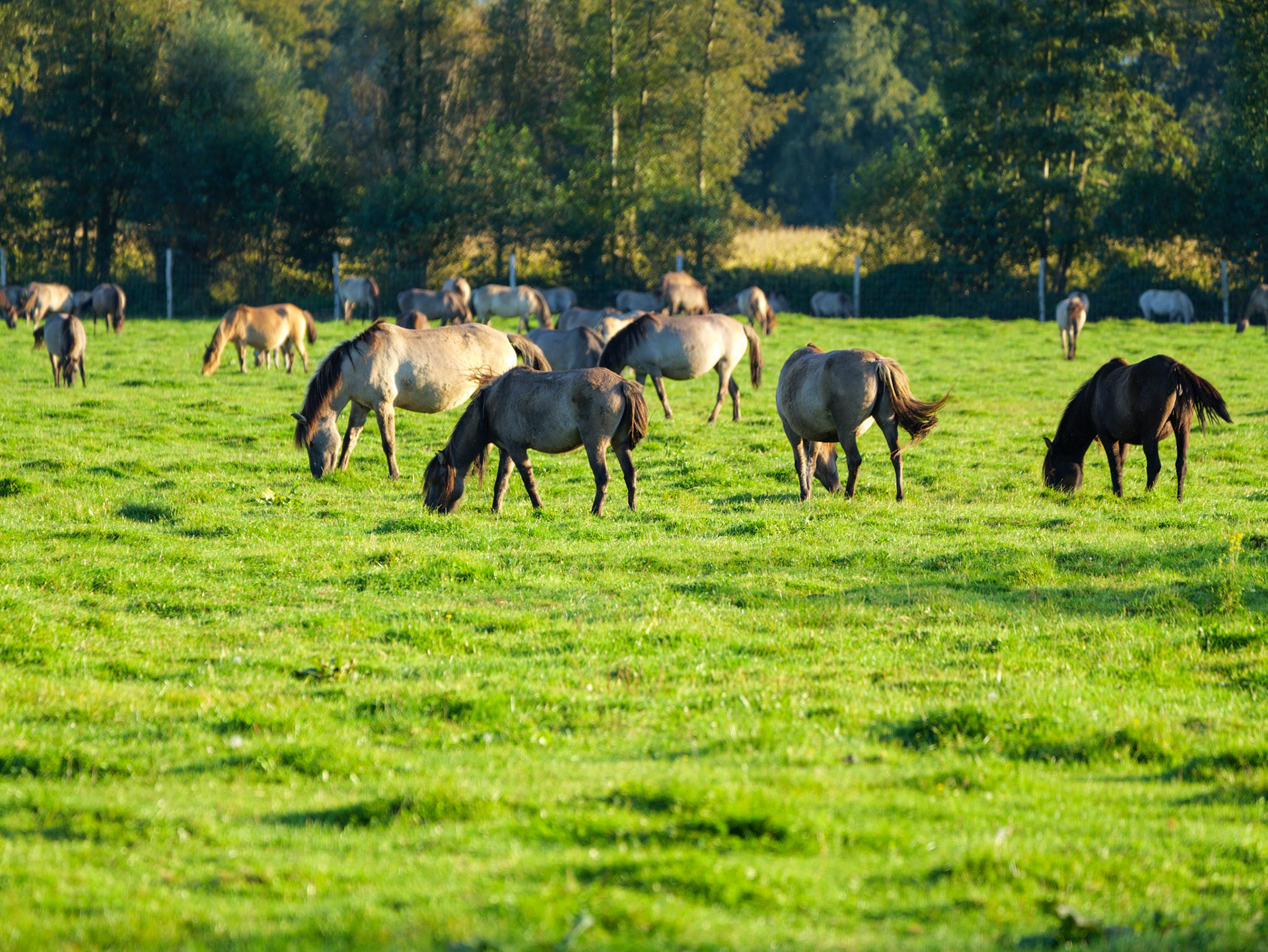 Wildpferdeführung in Dülmen