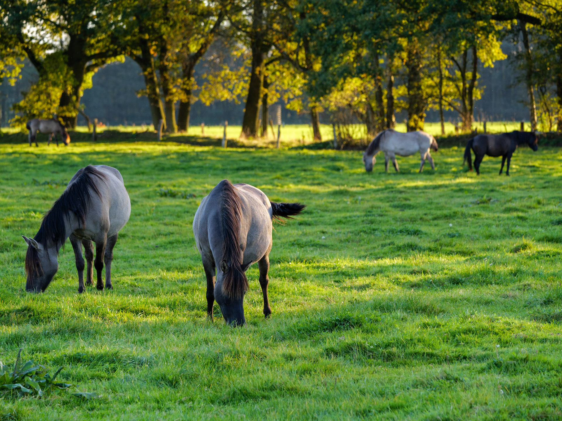 Wildpferdeführung in Dülmen