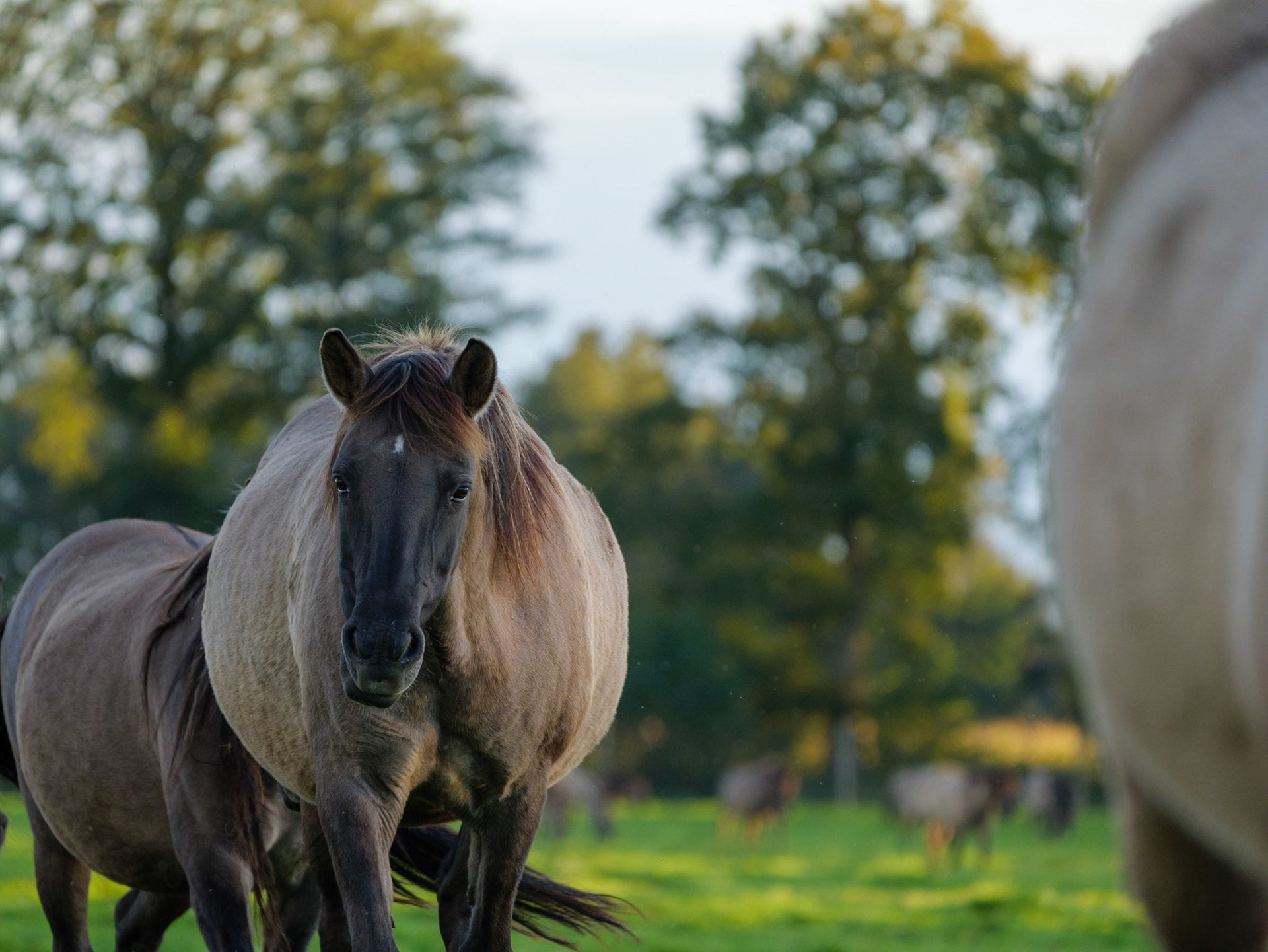 Wildpferdeführung in Dülmen