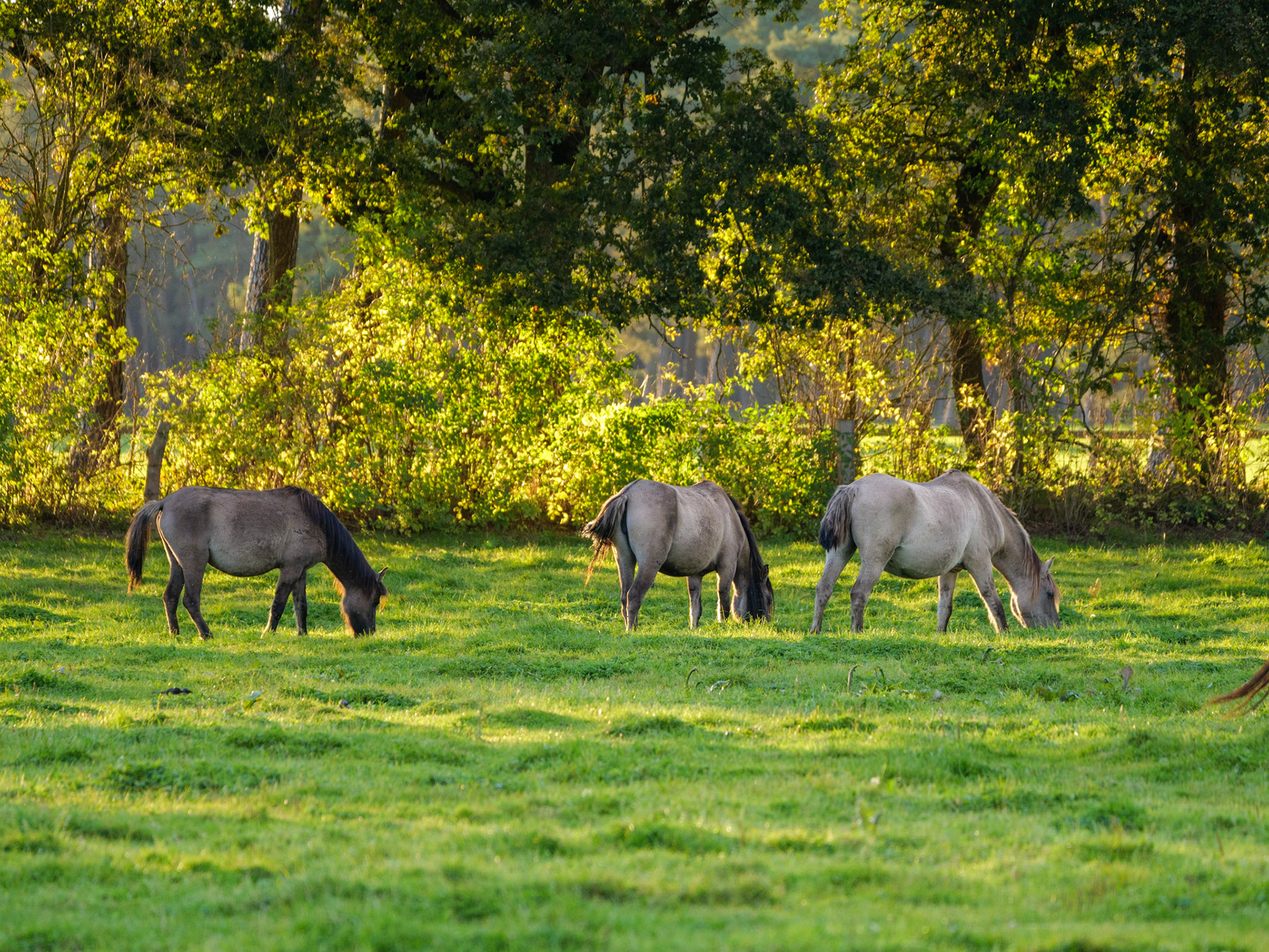 Wildpferdeführung in Dülmen