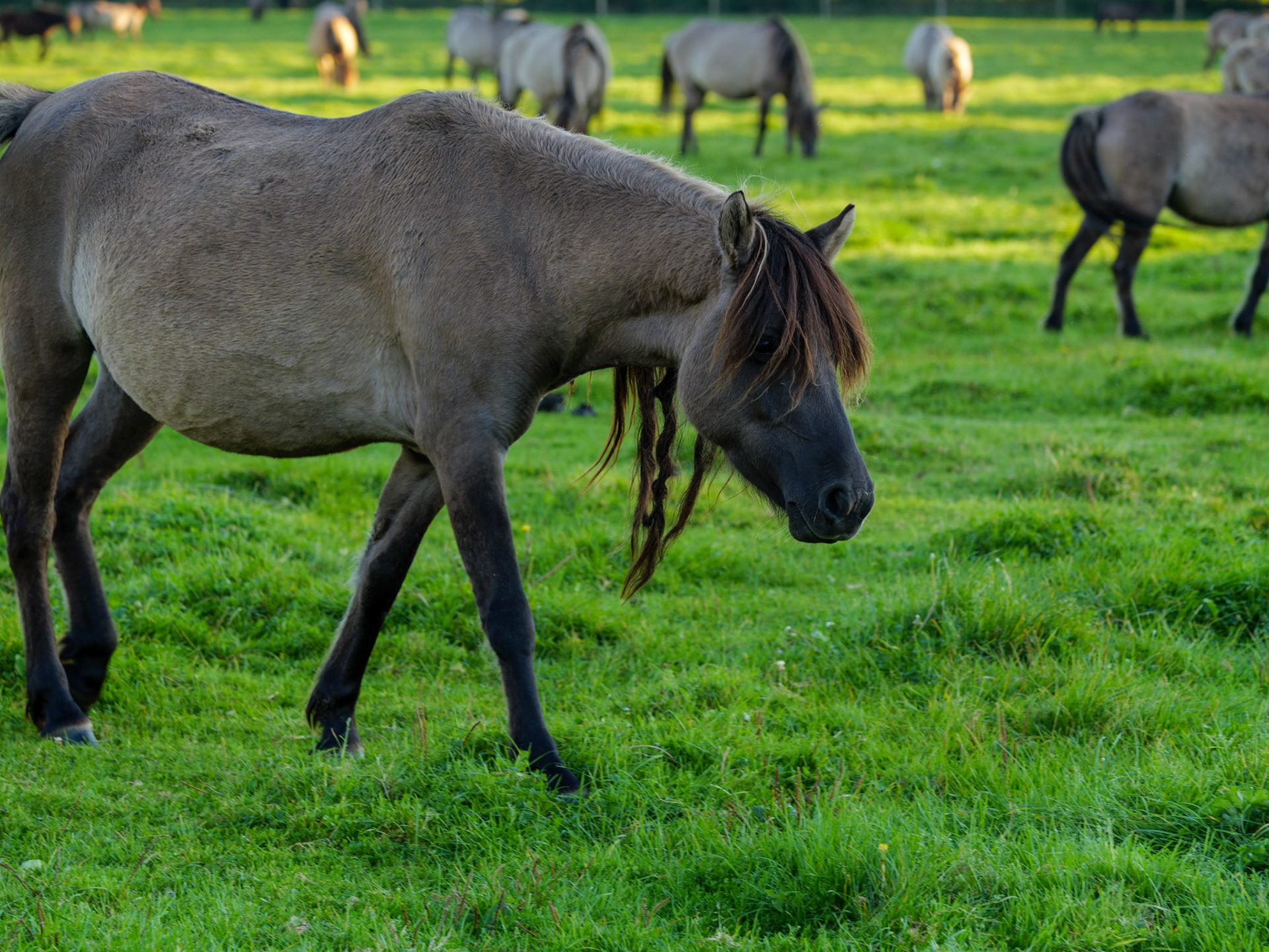 Wildpferdeführung in Dülmen