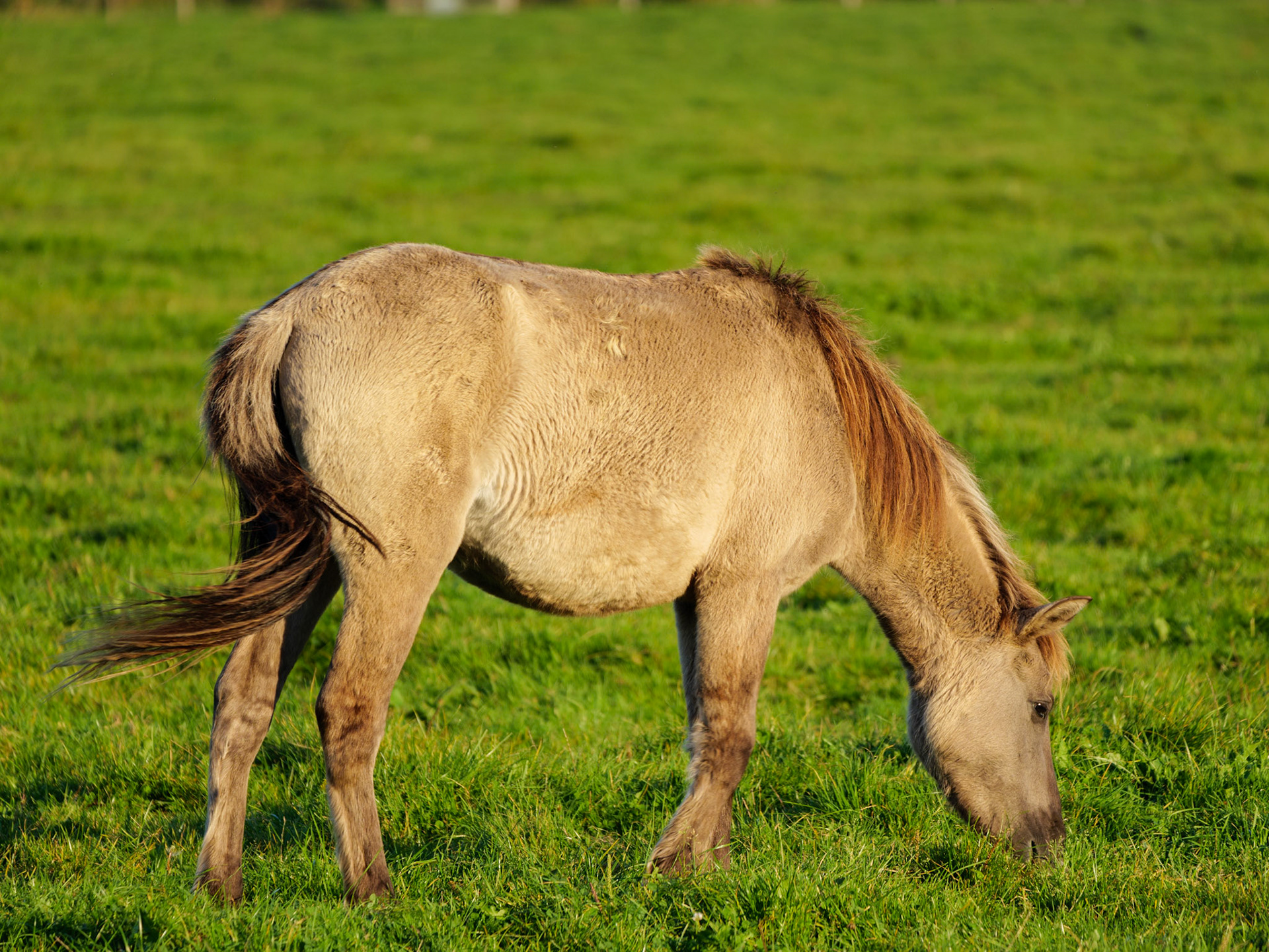 Wildpferdeführung in Dülmen