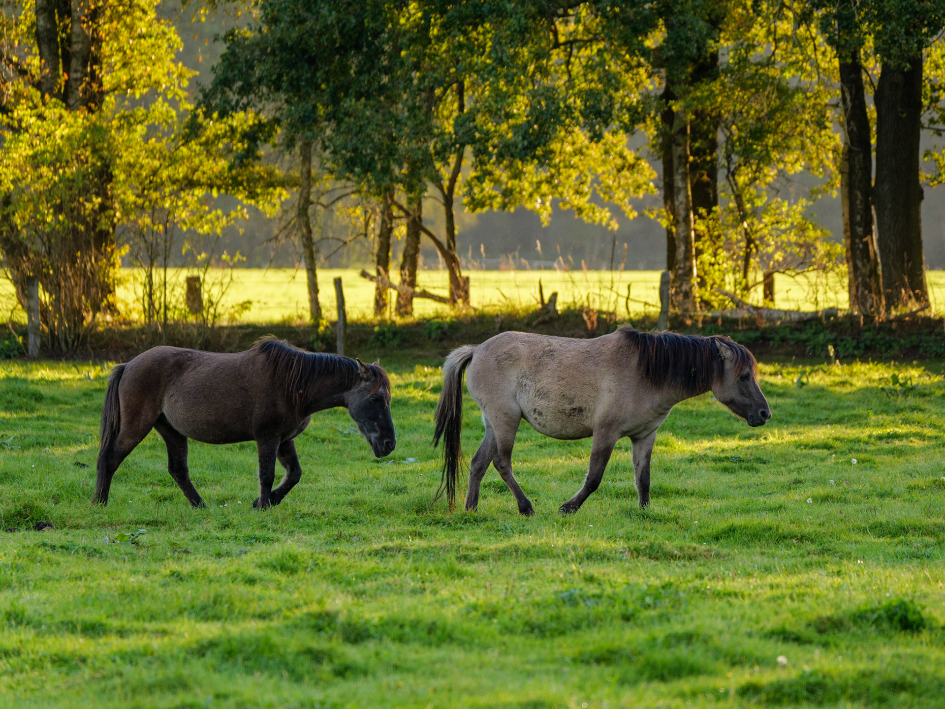 Wildpferdeführung in Dülmen