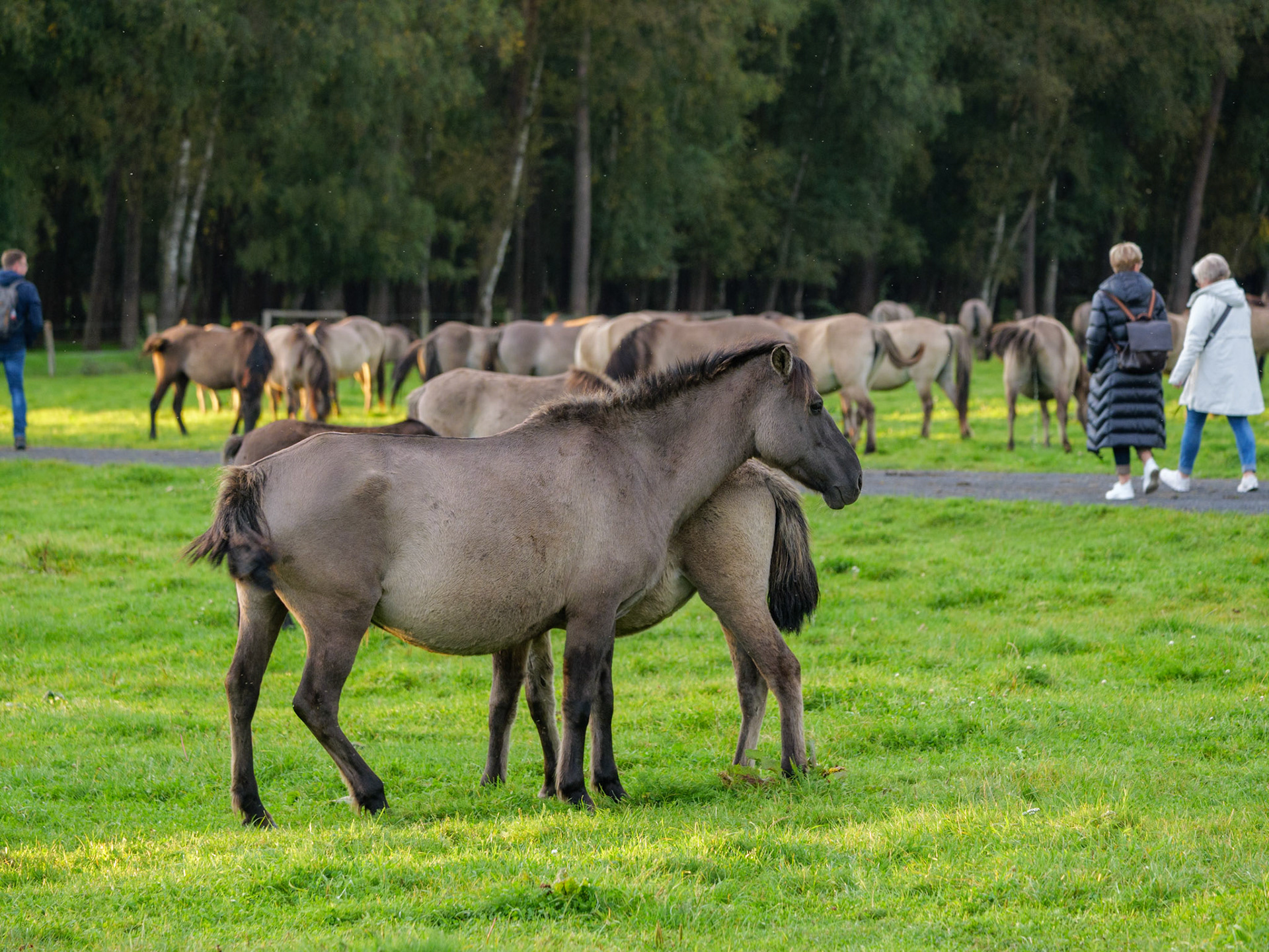 Wildpferdeführung in Dülmen