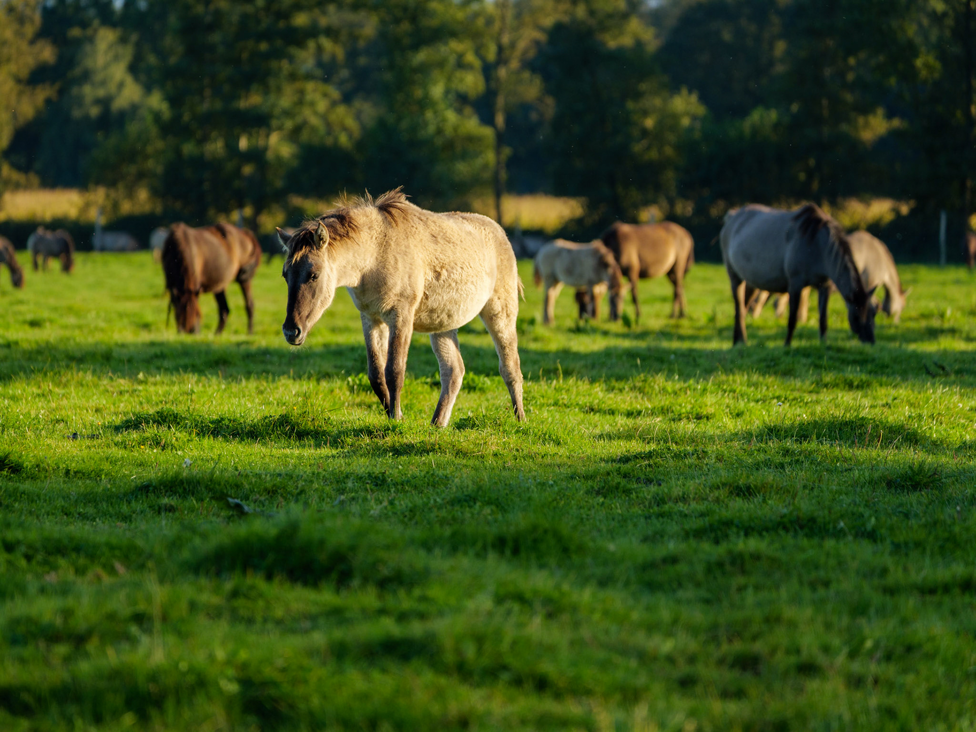 Wildpferdeführung in Dülmen