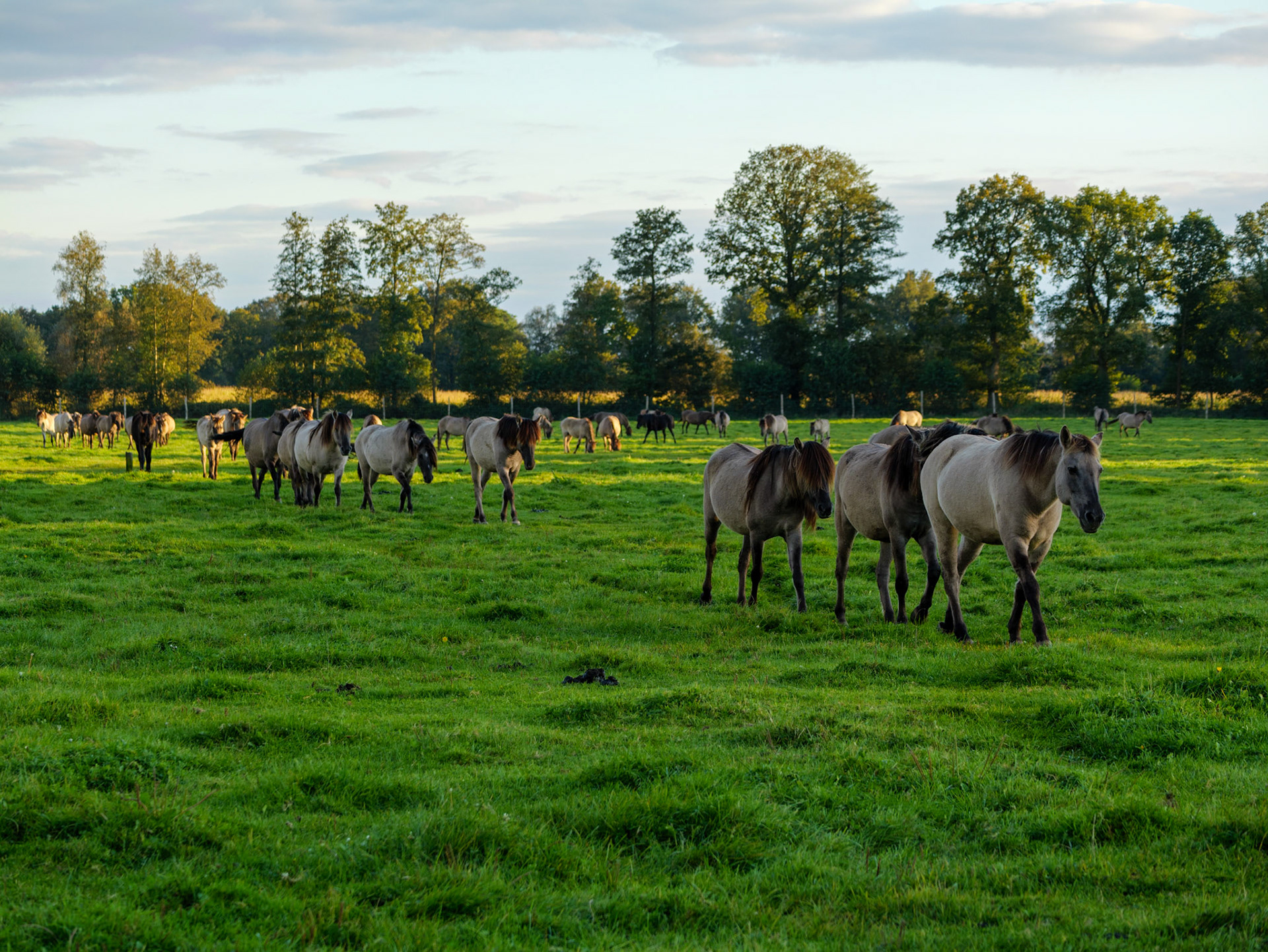 Wildpferdeführung in Dülmen