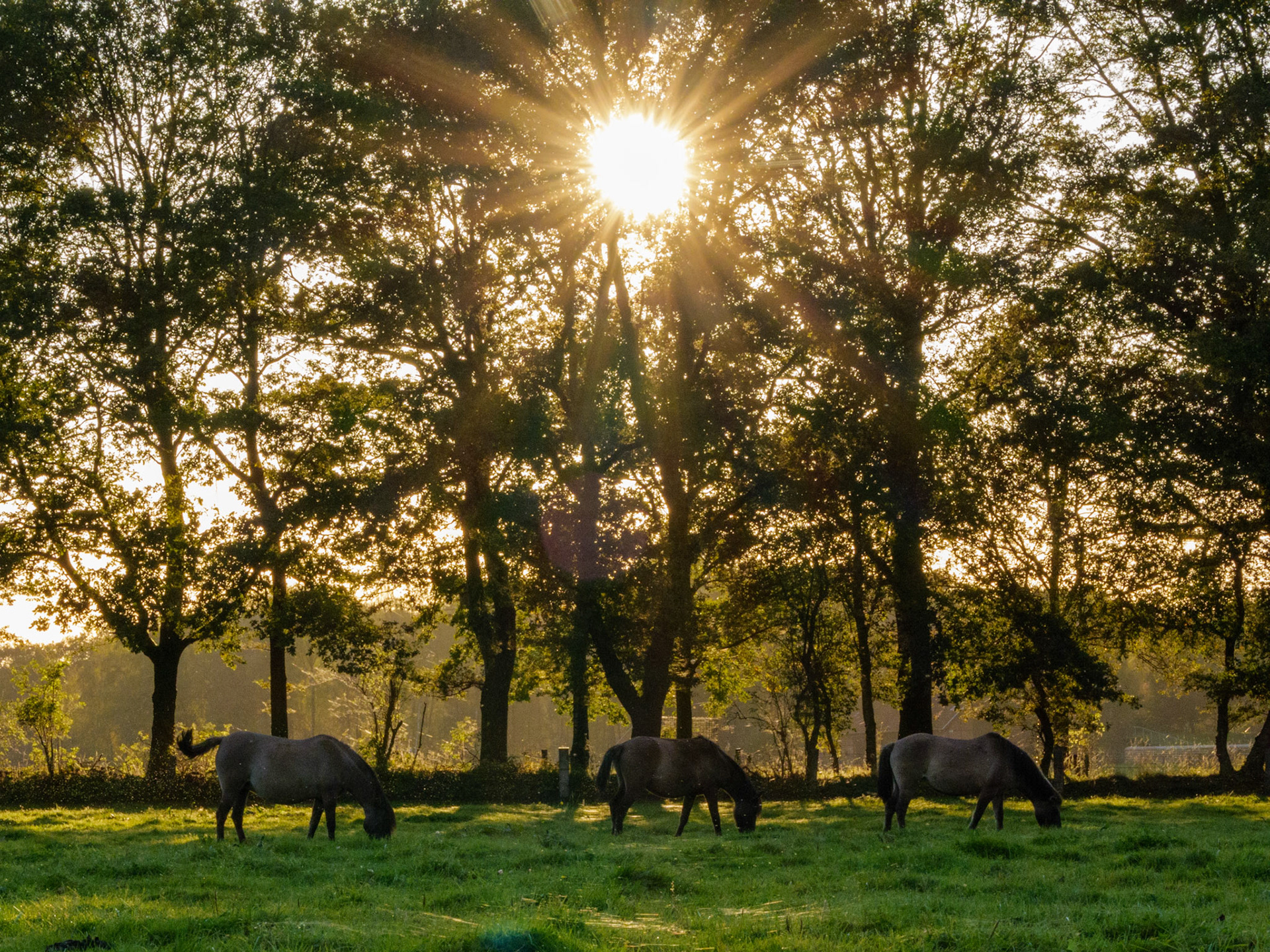 Wildpferdeführung in Dülmen