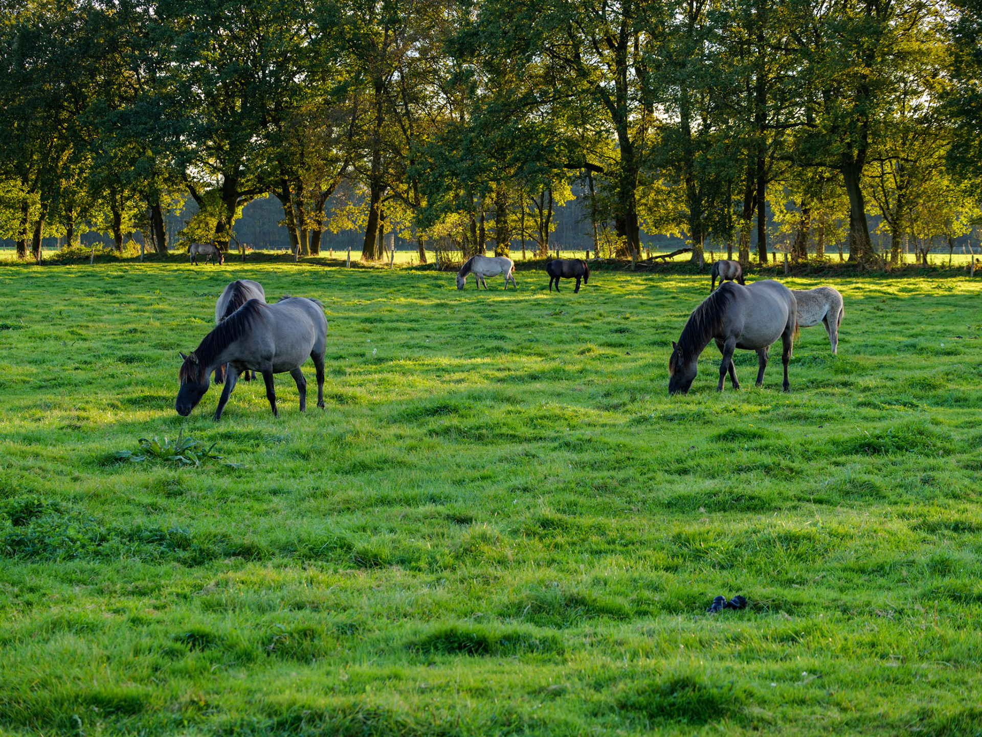 Wildpferdeführung in Dülmen