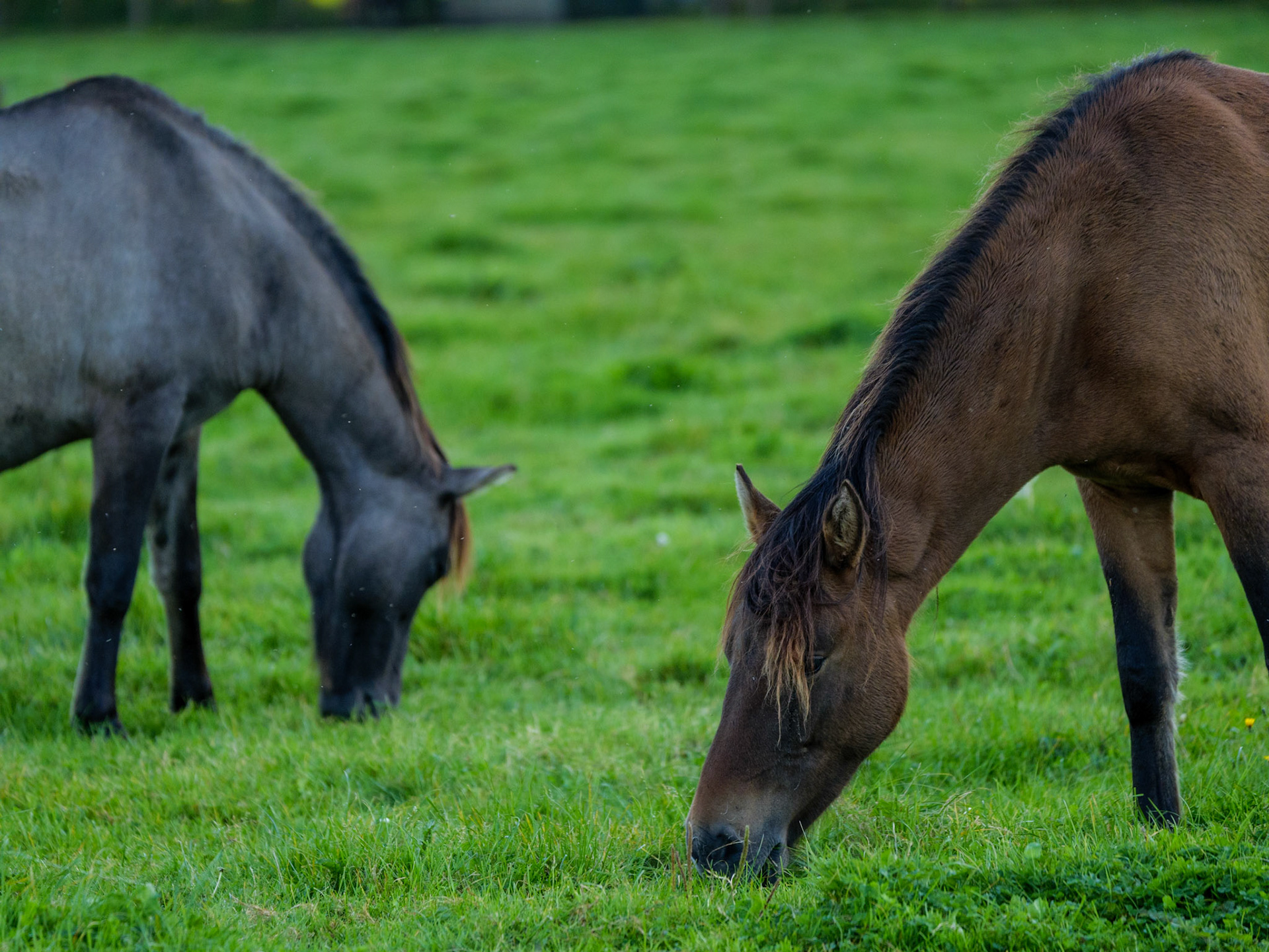 Wildpferdeführung in Dülmen