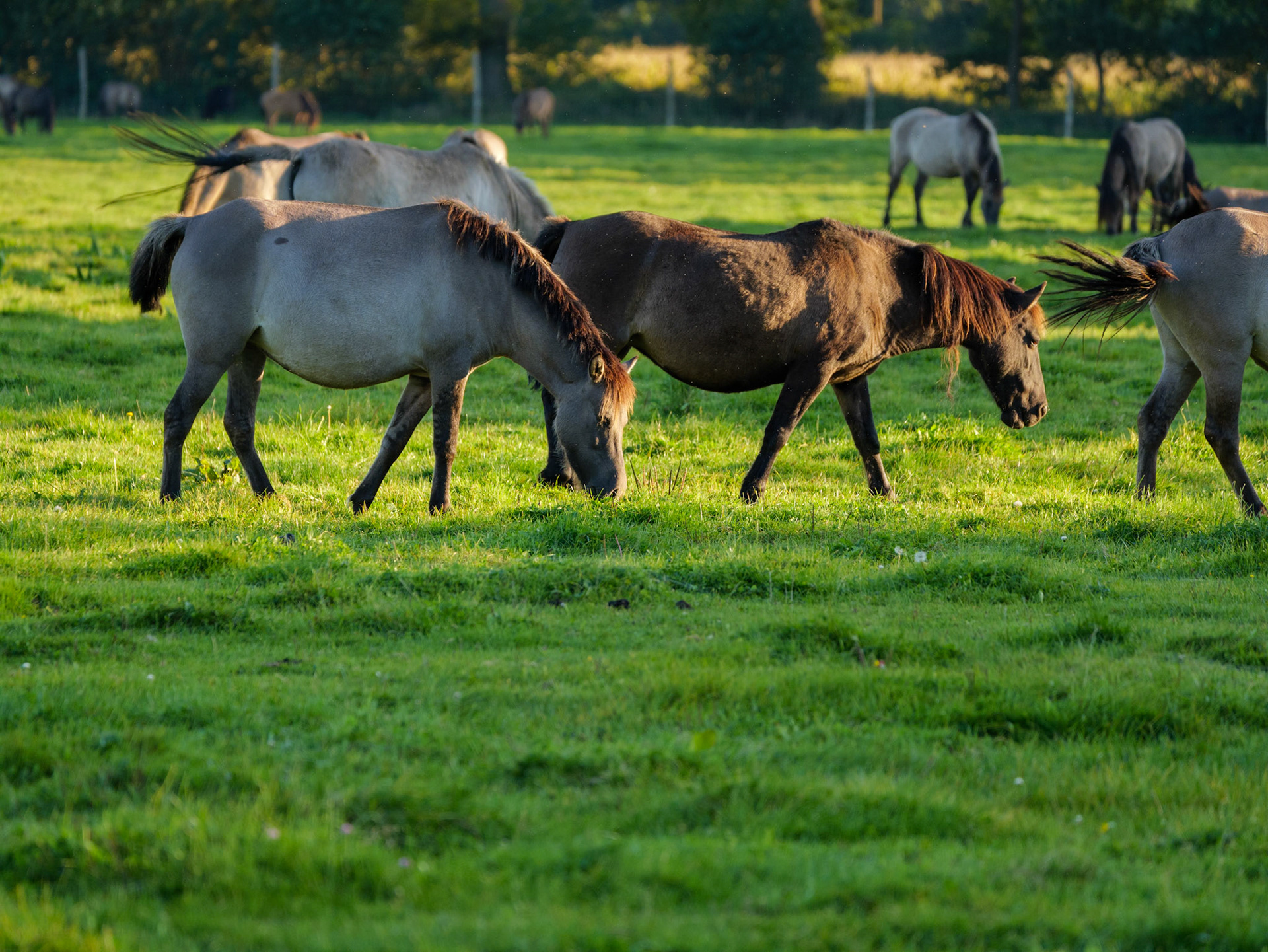 Wildpferdeführung in Dülmen