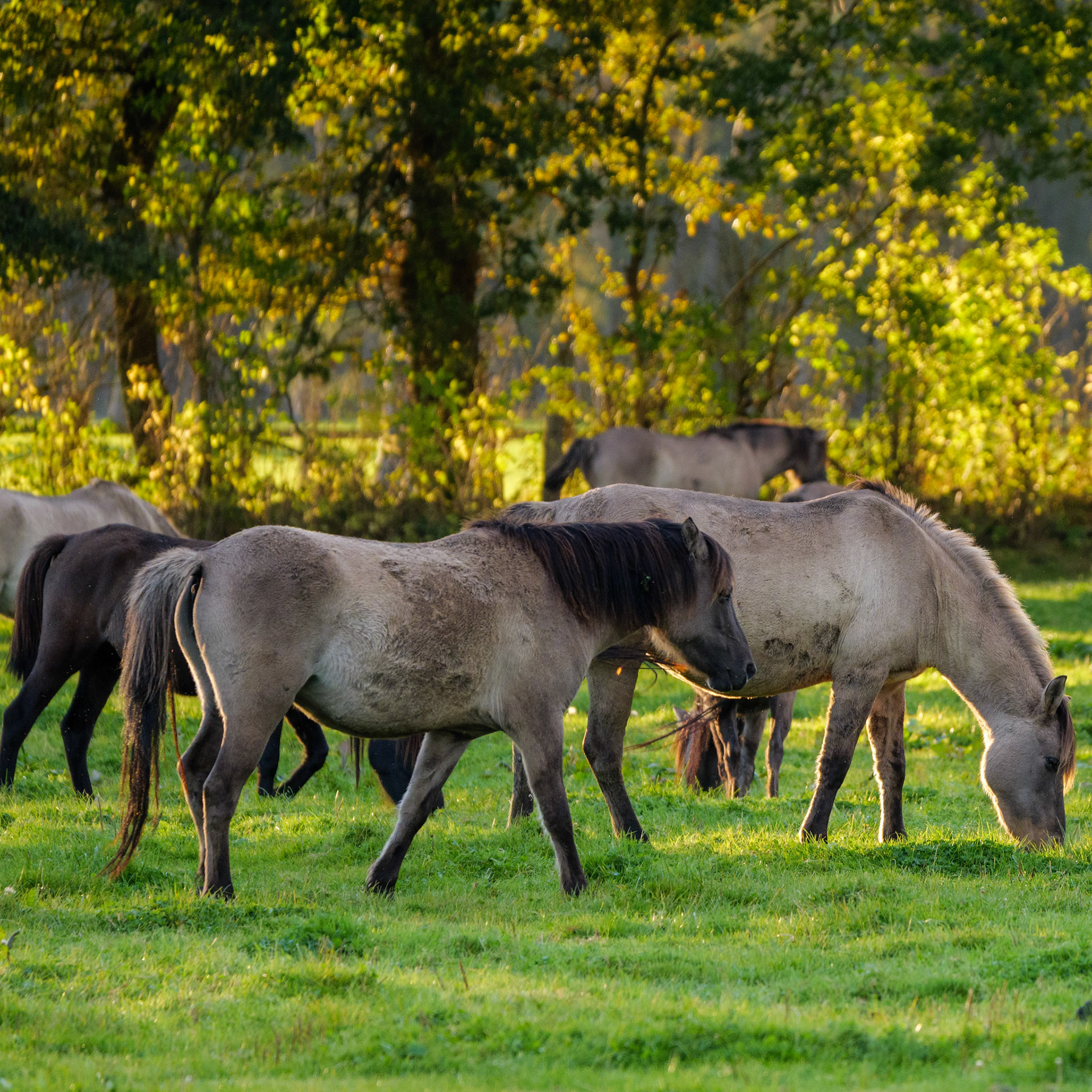 Wildpferdeführung in Dülmen