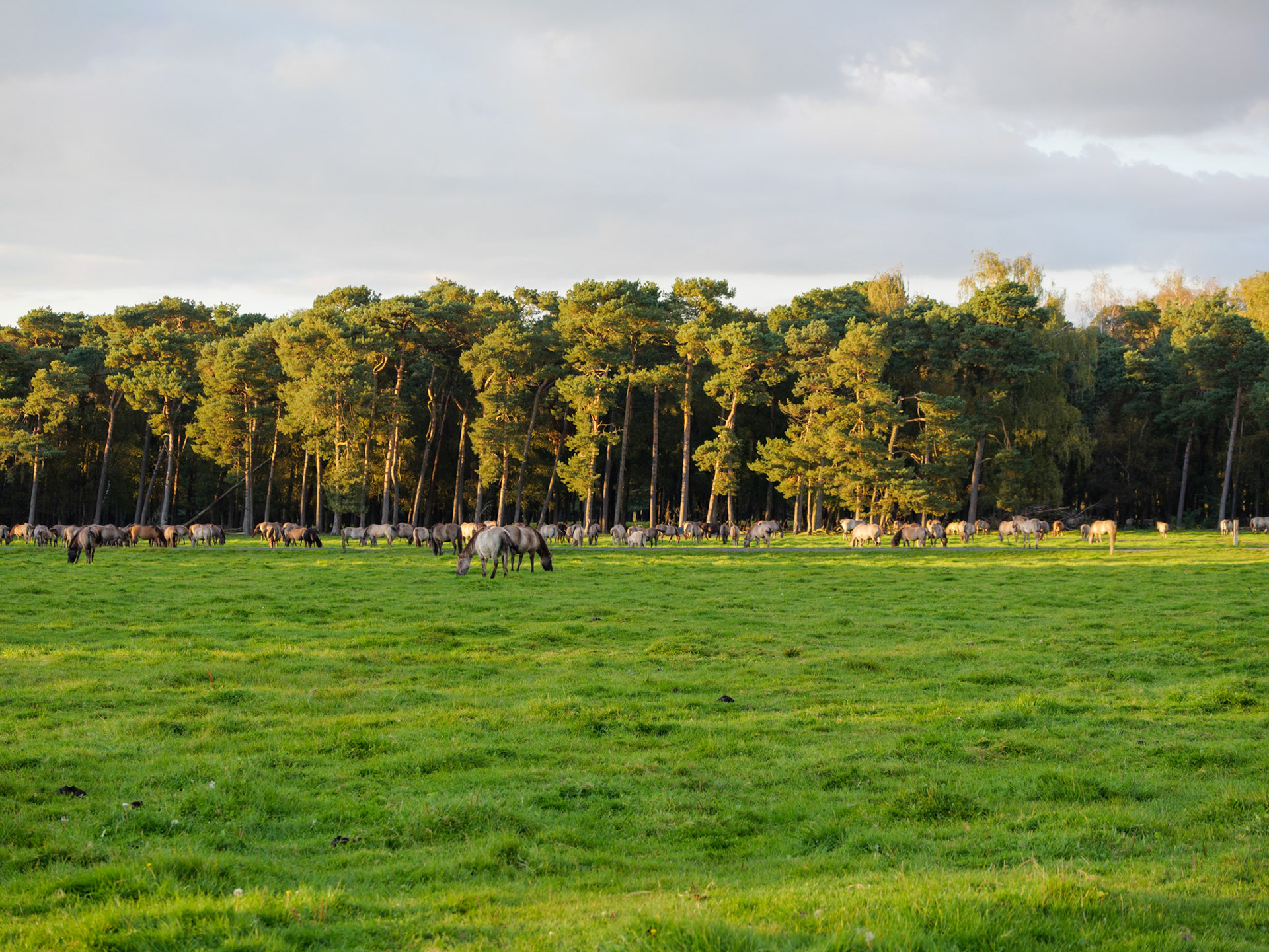 Wildpferdeführung in Dülmen