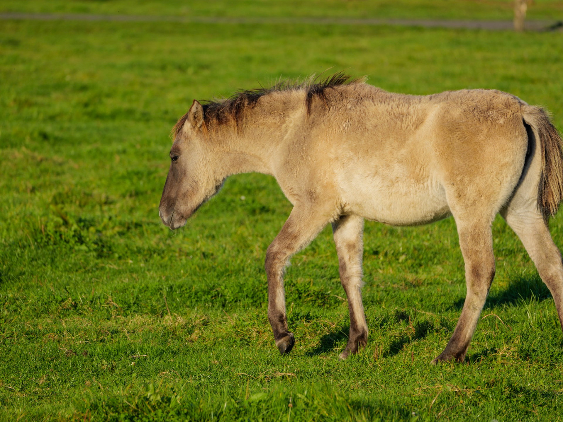 Wildpferdeführung in Dülmen