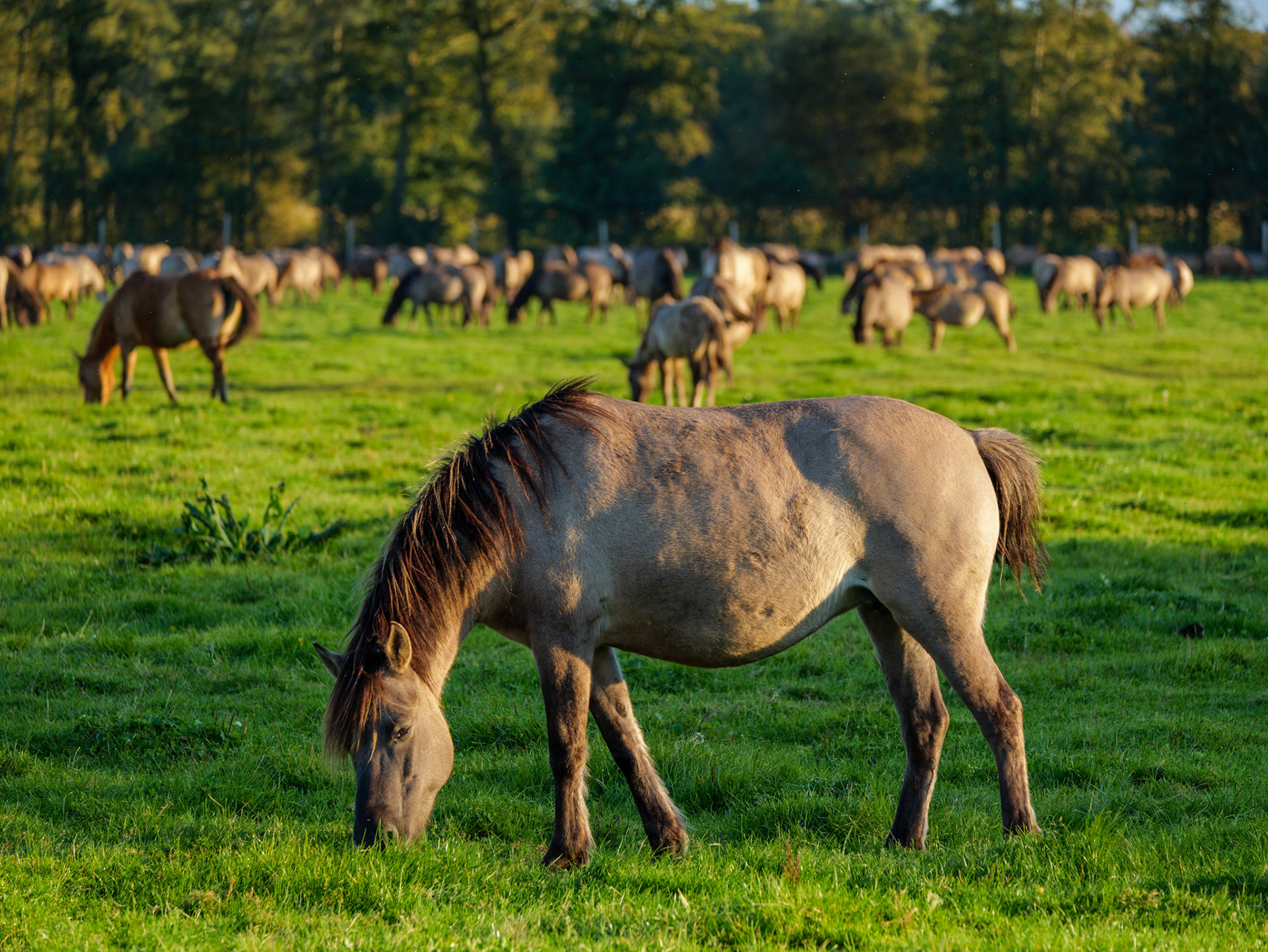 Wildpferdeführung in Dülmen