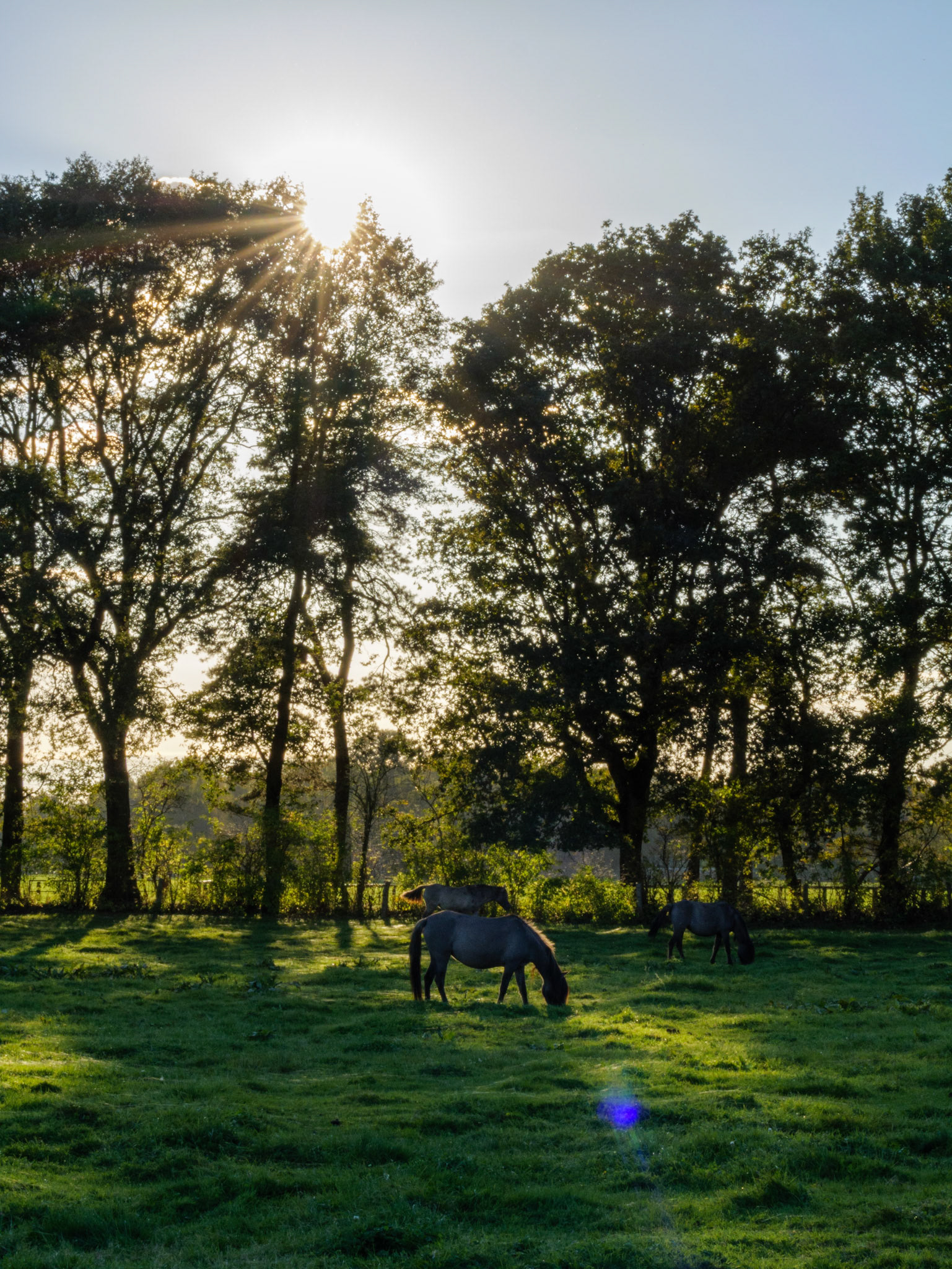 Wildpferdeführung in Dülmen