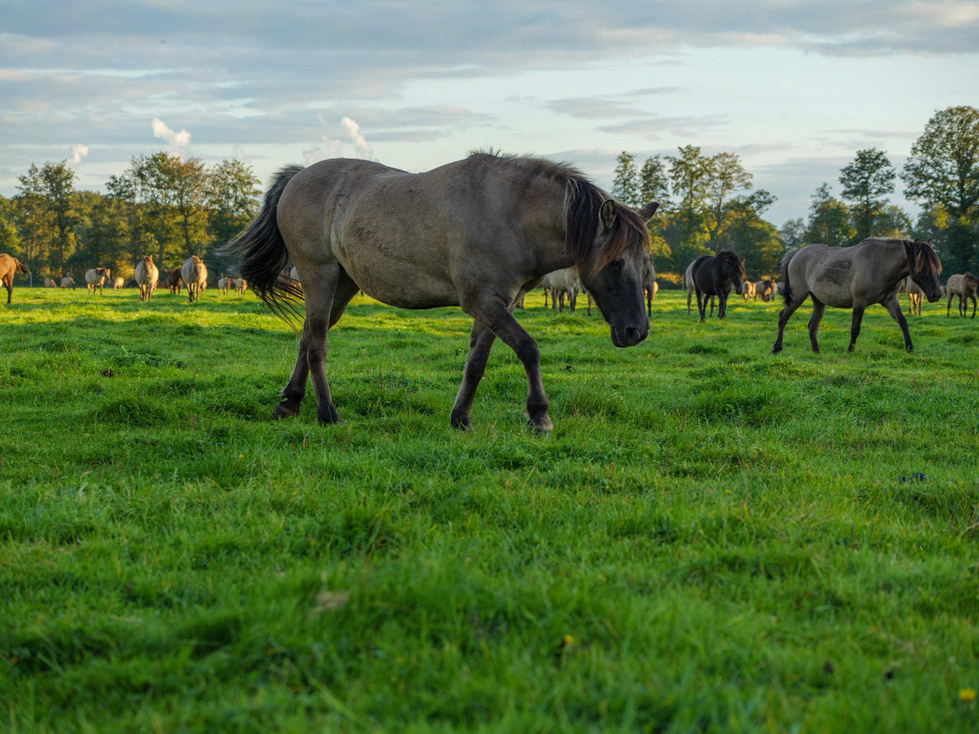 Wildpferdeführung in Dülmen