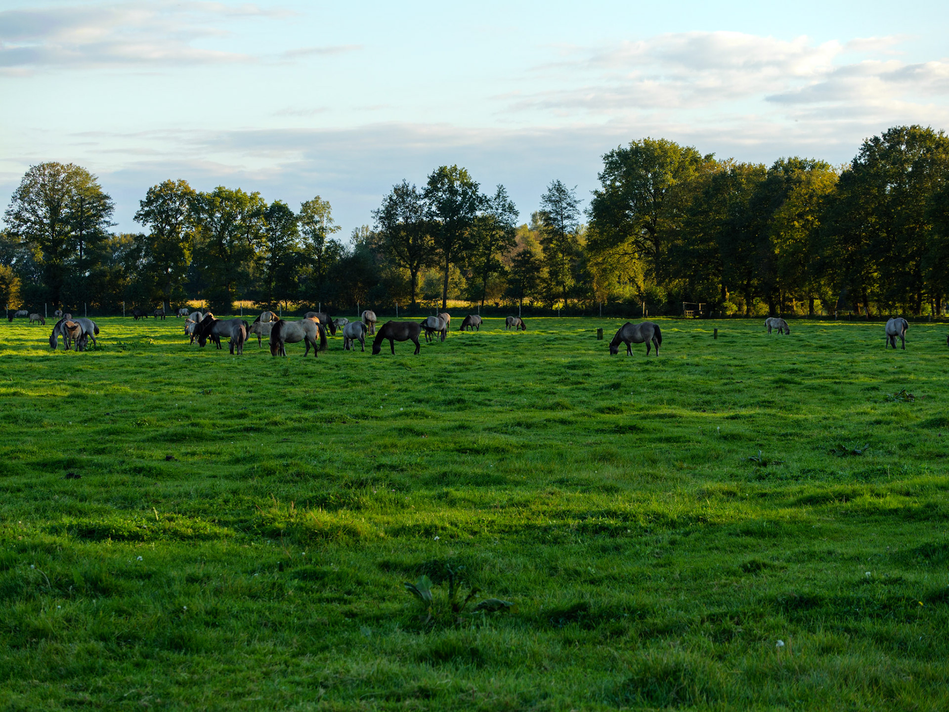 Wildpferdeführung in Dülmen